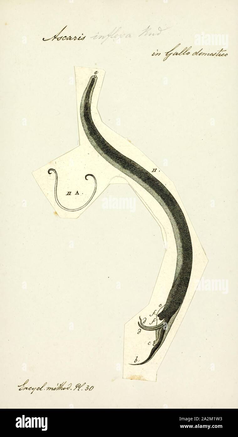 Gli Ascaris inflexa, stampa immagine che mostra il ciclo di vita all'interno e al di fuori del corpo umano di uno abbastanza ben descritto da elminti: Ascaris lumbricoides. Gli Ascaris è un genere di nematodi parassiti worm noto come 'small roundworms intestinale Foto Stock
