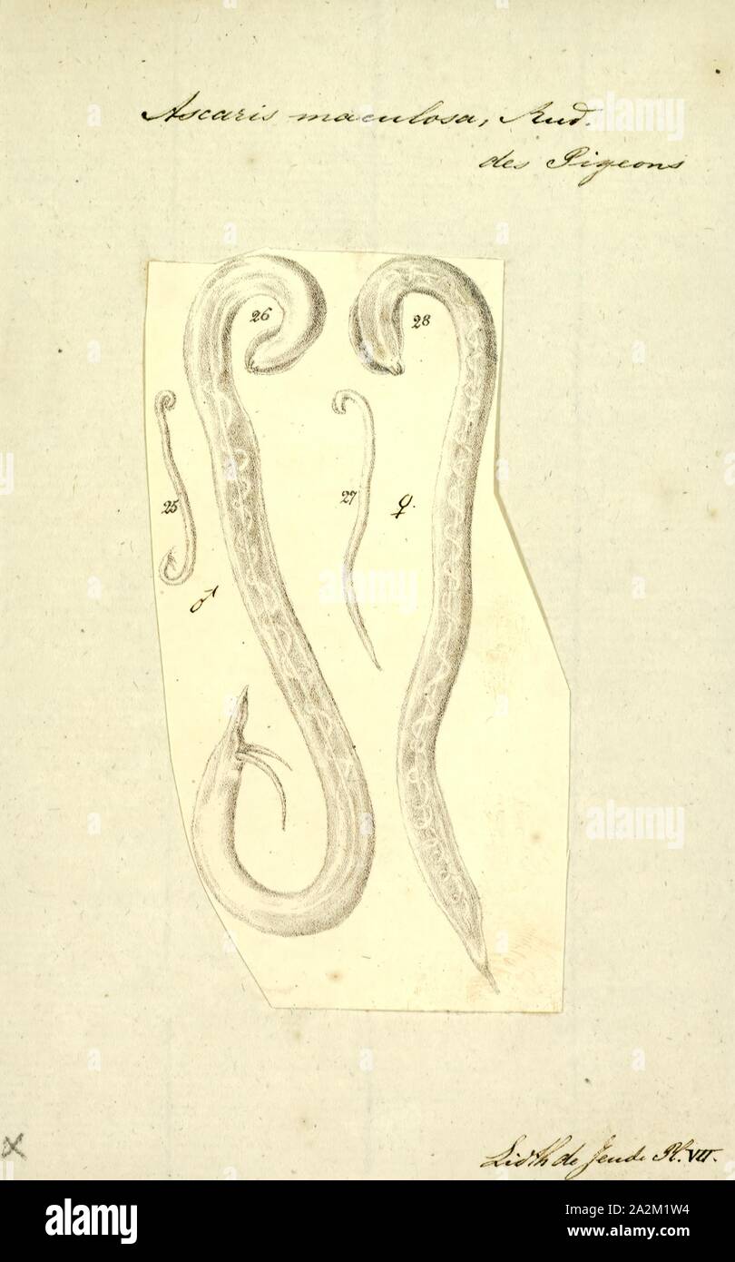 Gli Ascaris maculosa, stampa immagine che mostra il ciclo di vita all'interno e al di fuori del corpo umano di uno abbastanza ben descritto da elminti: Ascaris lumbricoides. Gli Ascaris è un genere di nematodi parassiti worm noto come 'small roundworms intestinale Foto Stock