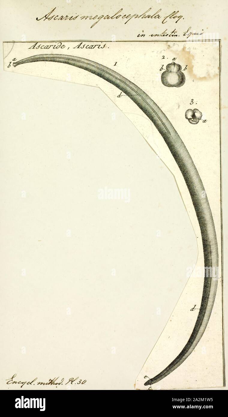 Gli Ascaris megalocephala, stampa immagine che mostra il ciclo di vita all'interno e al di fuori del corpo umano di uno abbastanza ben descritto da elminti: Ascaris lumbricoides. Gli Ascaris è un genere di nematodi parassiti worm noto come 'small roundworms intestinale Foto Stock