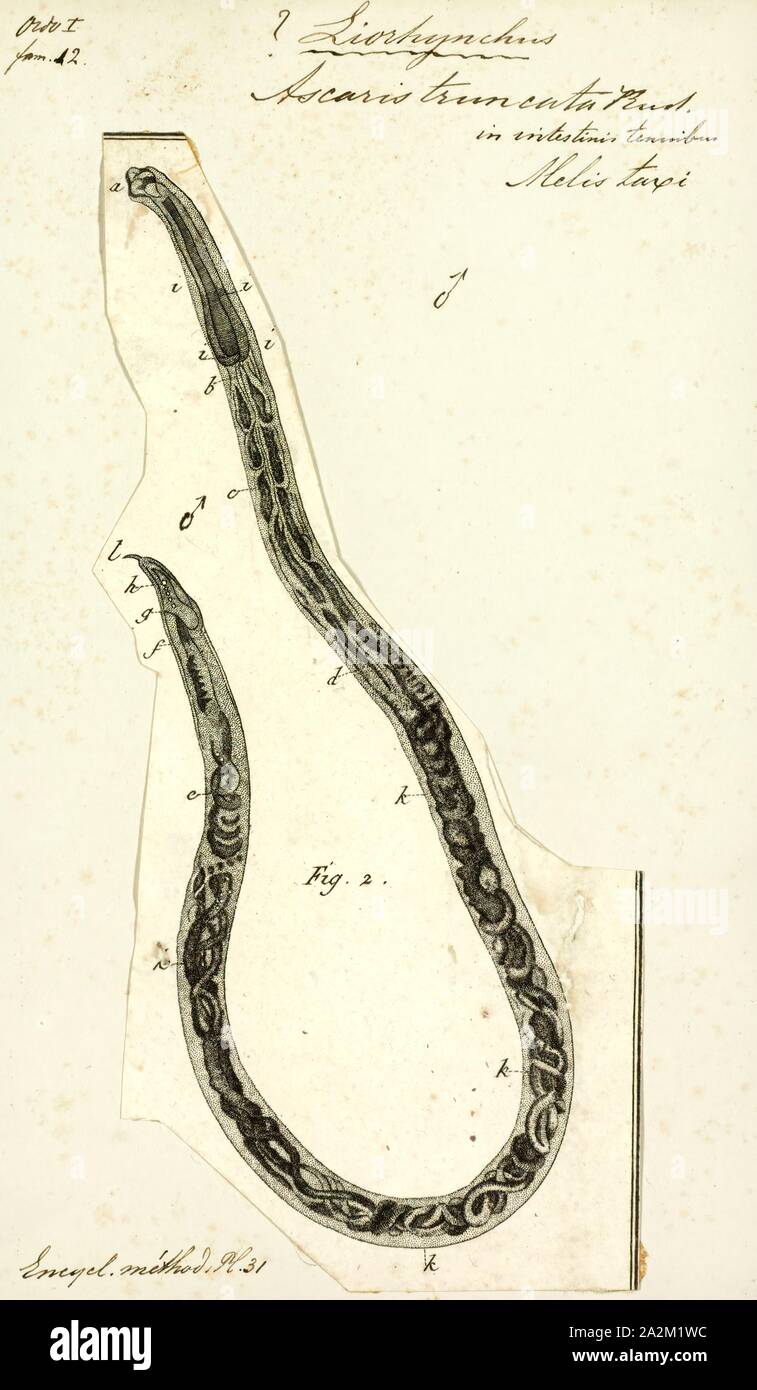 Gli Ascaris truncata, stampa immagine che mostra il ciclo di vita all'interno e al di fuori del corpo umano di uno abbastanza ben descritto da elminti: Ascaris lumbricoides. Gli Ascaris è un genere di nematodi parassiti worm noto come 'small roundworms intestinale Foto Stock