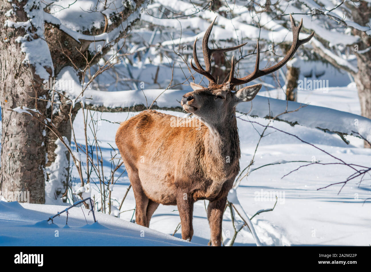 Maschio rosso cervo (Cervus elaphus) in una foresta coperta di neve Foto Stock