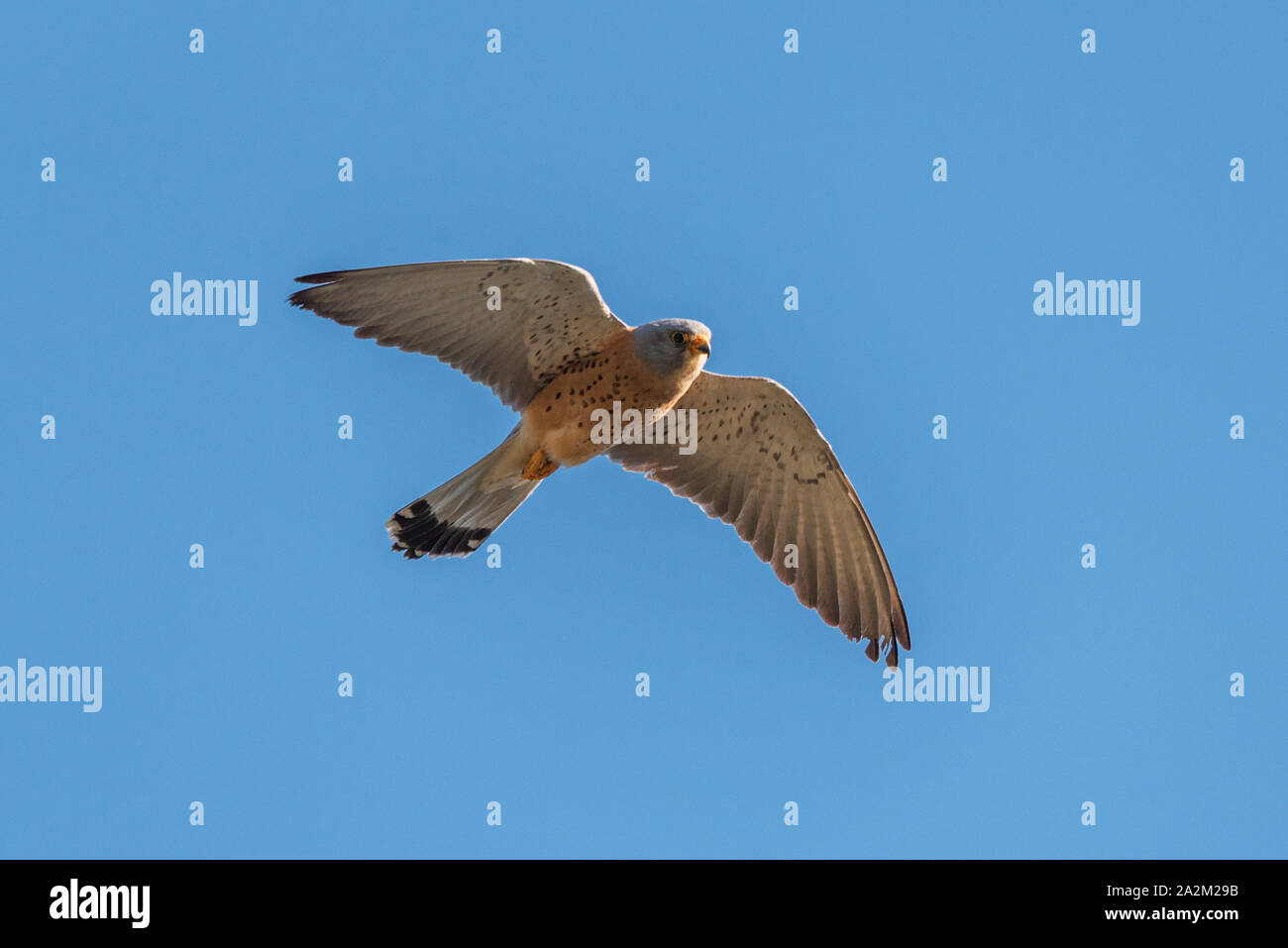 Grillaio (Falco naumanni) maschio battenti Foto Stock