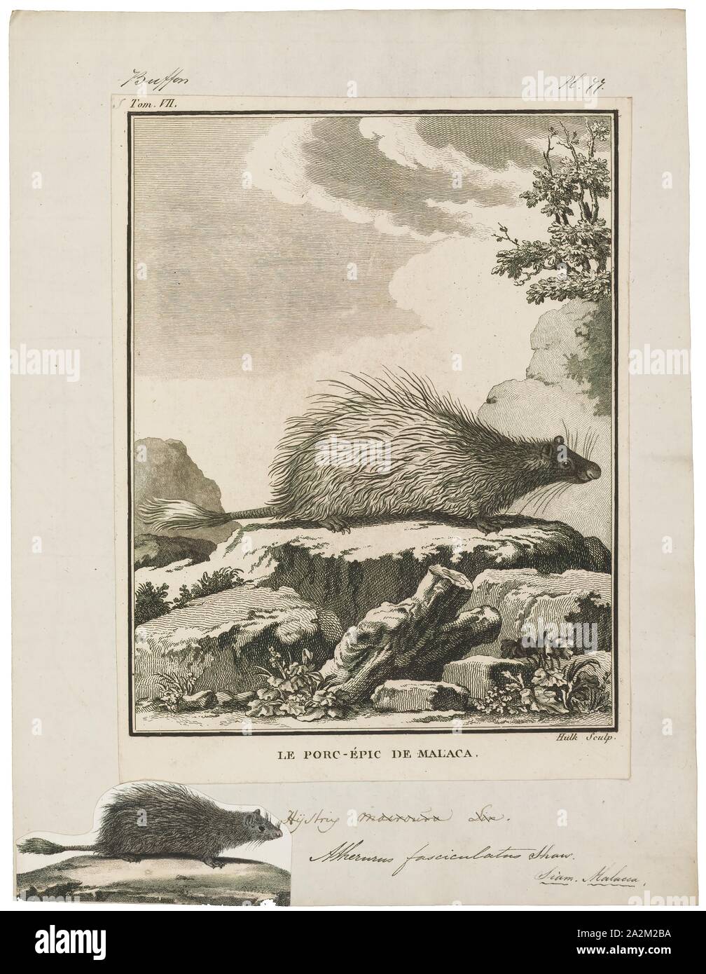 Atherurus fasciculatus, Stampa, brush-tailed istrice, il pennello-tailed istrici sono un genere, Atherurus, del Vecchio Mondo istrici trovati in Asia o Africa., 1700-1880 Foto Stock