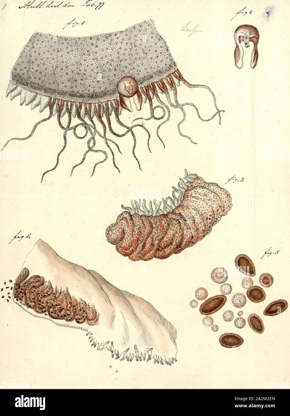 Aurelia aurita, Stampa, Aurelia aurita (chiamato anche i comuni di meduse, luna meduse, moon jelly o saucer jelly) è ampiamente studiato specie del genere Aurelia. Tutte le specie del genere sono strettamente correlati ed è difficile identificare Aurelia medusae senza campionamento genetico; la maggior parte di ciò che segue si applica ugualmente a tutte le specie del genere. Il metodo più comune utilizzato per identificare la specie consiste nella scelta di una medusa da un porto utilizzando un dispositivo, di solito un bicchiere e poi fotografare il soggetto. Questo significa che essi possono essere rilasciati in al porto poco Foto Stock