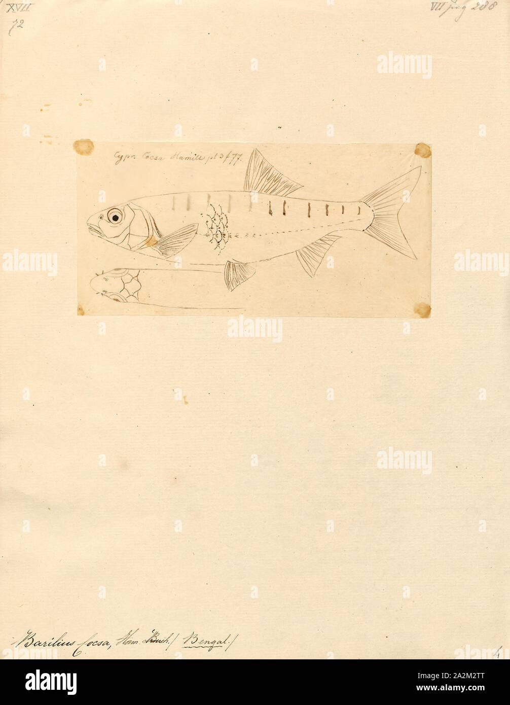 Barilius cocsa, stampa Barilius è un genere di grandi dimensioni di ciprinidi pesci di acqua dolce nativo per l'Asia. Quattro specie di questo genere sono state descritte dal 2012., 1807-1822 Foto Stock