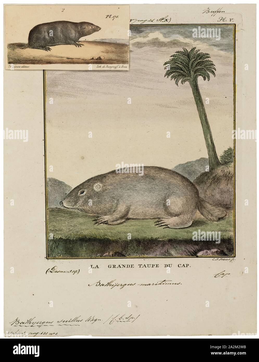 Bathyergus suillus, stampa la duna del capo mole-RAT (Bathyergus suillus) è una specie di solitario roditori scavano nella famiglia Bathyergidae. È endemica in Sud Africa e nominato per il Capo di Buona Speranza., 1700-1880 Foto Stock