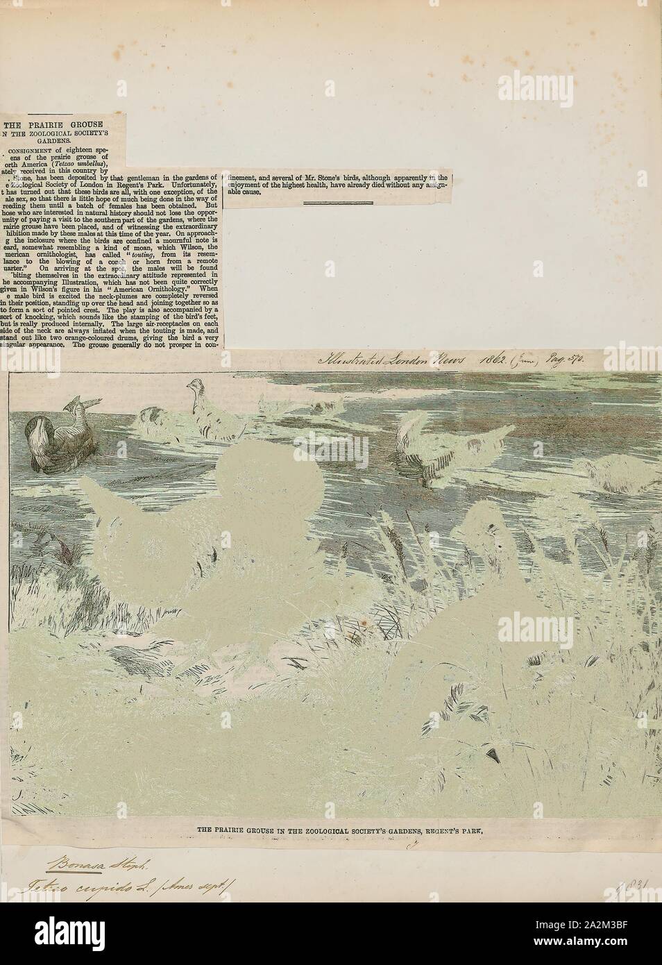 Bonasa cupido, stampa Ruffed grouse, ruffed grouse (Bonasa umbellus) è una di medie dimensioni gallo cedrone che si verificano nelle foreste dal Monti Appalachi in tutto il Canada in Alaska. È stanziale. È l'unica specie in genere Bonasa., 1862 Foto Stock