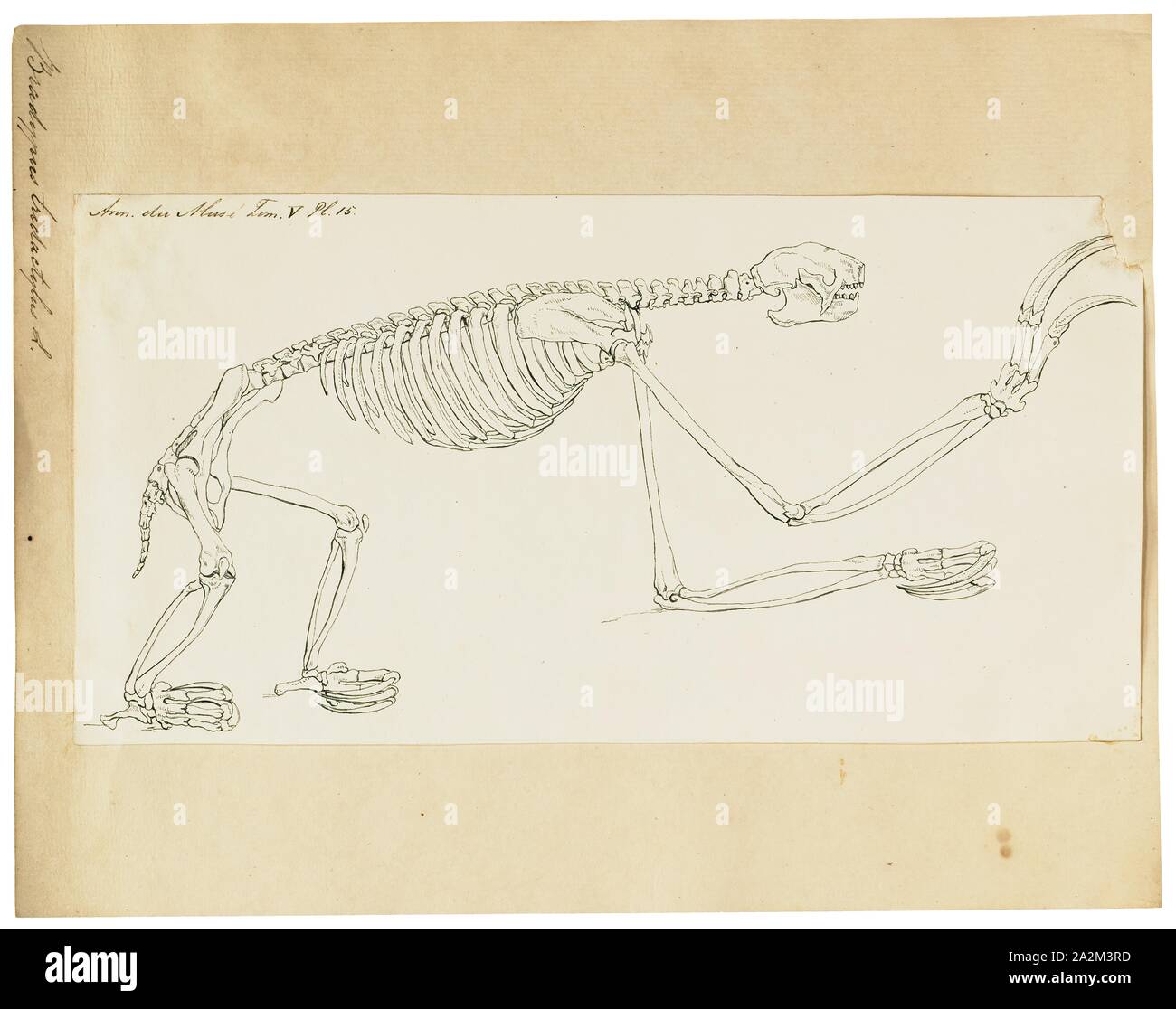 Bradypus tridactylus, stampa del pallido-throated sloth (Bradypus tridactylus) è una specie di il bradipo che abita nelle foreste pluviali tropicali in Sud America settentrionale., lo scheletro Foto Stock