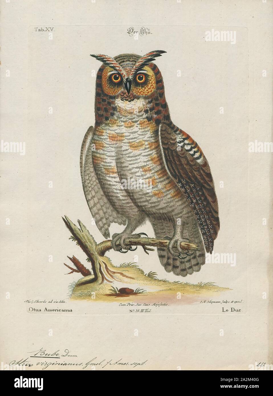 Bubo virginianus, stampa, il grande gufo cornuto (Bubo virginianus), noto anche come il gufo di Tiger (originariamente derivati dai primi di naturalisti' descrizione come "tigre alata' o 'tiger dell'aria ") o l'Hoot owl, è un grande gufo nativa per le Americhe. Si tratta di un punto estremamente adattabile uccello con una vasta gamma ed è il più diffuso il gufo reale nelle Americhe. La sua dieta primaria è di conigli e lepri, ratti e topi, arvicole, sebbene essa oscilla liberamente qualsiasi animale si può sorpassare, inclusi roditori e altri piccoli mammiferi, più grandi di medie dimensioni di mammiferi, uccelli, rettili, anfibi e invertebrati Foto Stock