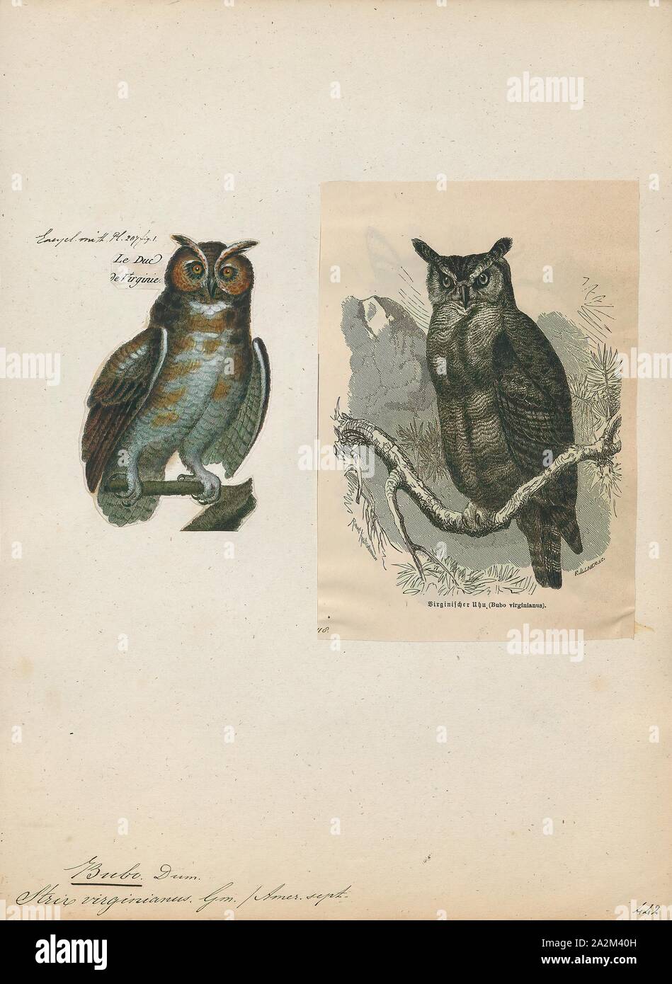Bubo virginianus, stampa, il grande gufo cornuto (Bubo virginianus), noto anche come il gufo di Tiger (originariamente derivati dai primi di naturalisti' descrizione come "tigre alata' o 'tiger dell'aria ") o l'Hoot owl, è un grande gufo nativa per le Americhe. Si tratta di un punto estremamente adattabile uccello con una vasta gamma ed è il più diffuso il gufo reale nelle Americhe. La sua dieta primaria è di conigli e lepri, ratti e topi, arvicole, sebbene essa oscilla liberamente qualsiasi animale si può sorpassare, inclusi roditori e altri piccoli mammiferi, più grandi di medie dimensioni di mammiferi, uccelli, rettili, anfibi e invertebrati Foto Stock