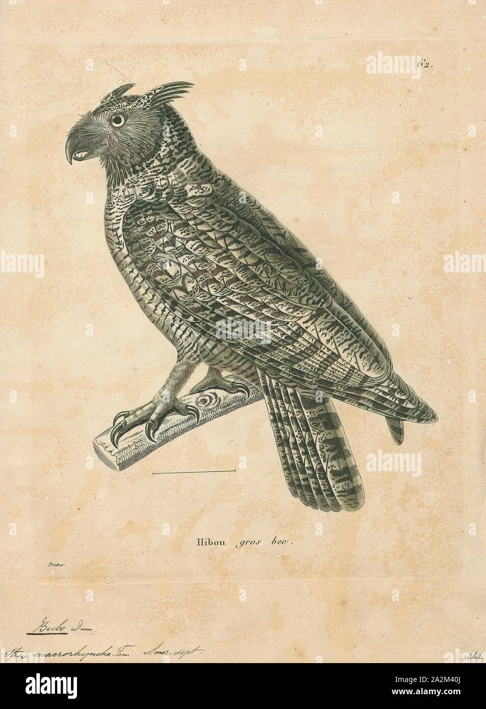 Bubo virginianus, stampa, il grande gufo cornuto (Bubo virginianus), noto anche come il gufo di Tiger (originariamente derivati dai primi di naturalisti' descrizione come "tigre alata' o 'tiger dell'aria ") o l'Hoot owl, è un grande gufo nativa per le Americhe. Si tratta di un punto estremamente adattabile uccello con una vasta gamma ed è il più diffuso il gufo reale nelle Americhe. La sua dieta primaria è di conigli e lepri, ratti e topi, arvicole, sebbene essa oscilla liberamente qualsiasi animale si può sorpassare, inclusi roditori e altri piccoli mammiferi, più grandi di medie dimensioni di mammiferi, uccelli, rettili, anfibi e invertebrati Foto Stock