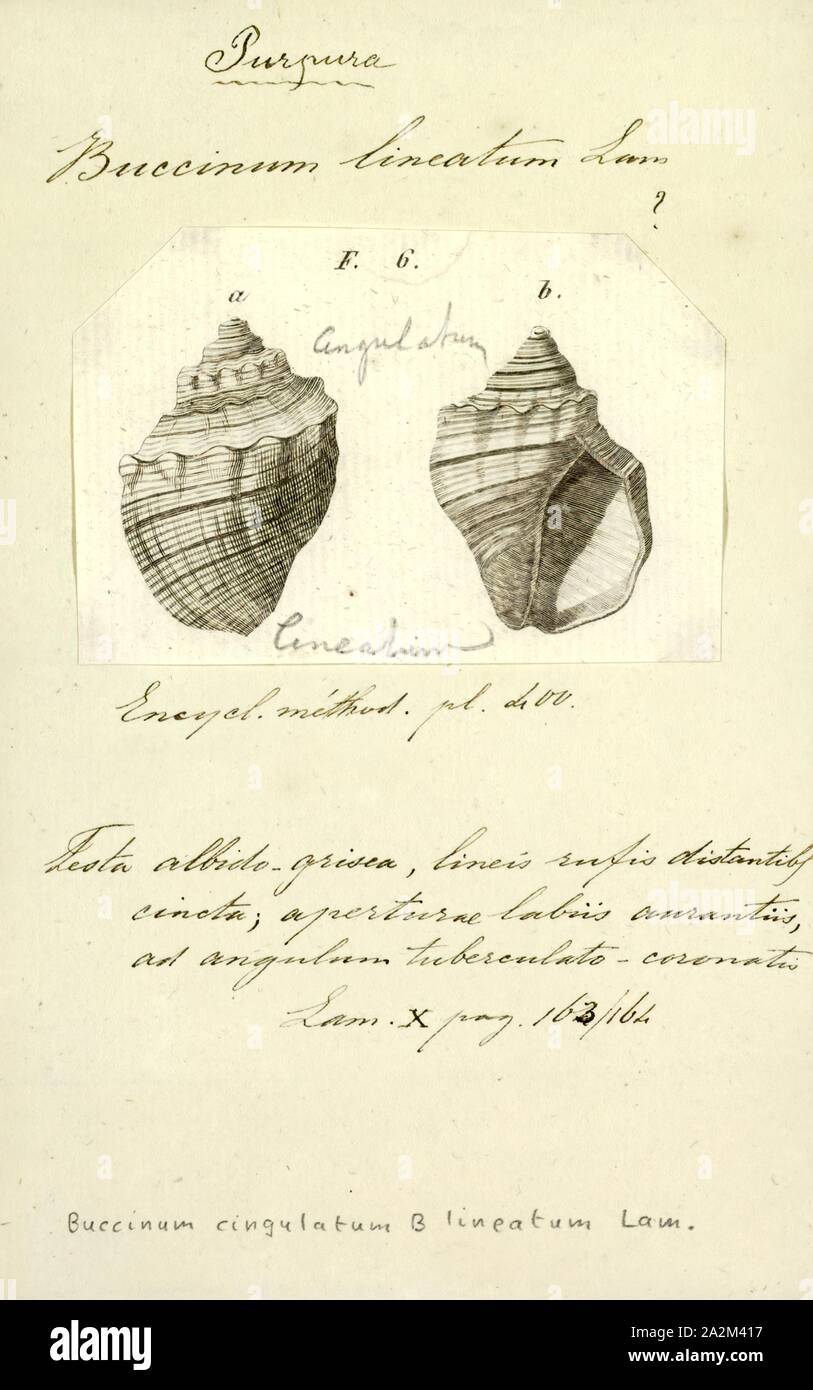 Buccinum lineatum, stampa Buccinum è un genere di medie dimensioni lumache di mare, marine molluschi gasteropodi nella famiglia Buccinidae, la vera conchiglia Foto Stock