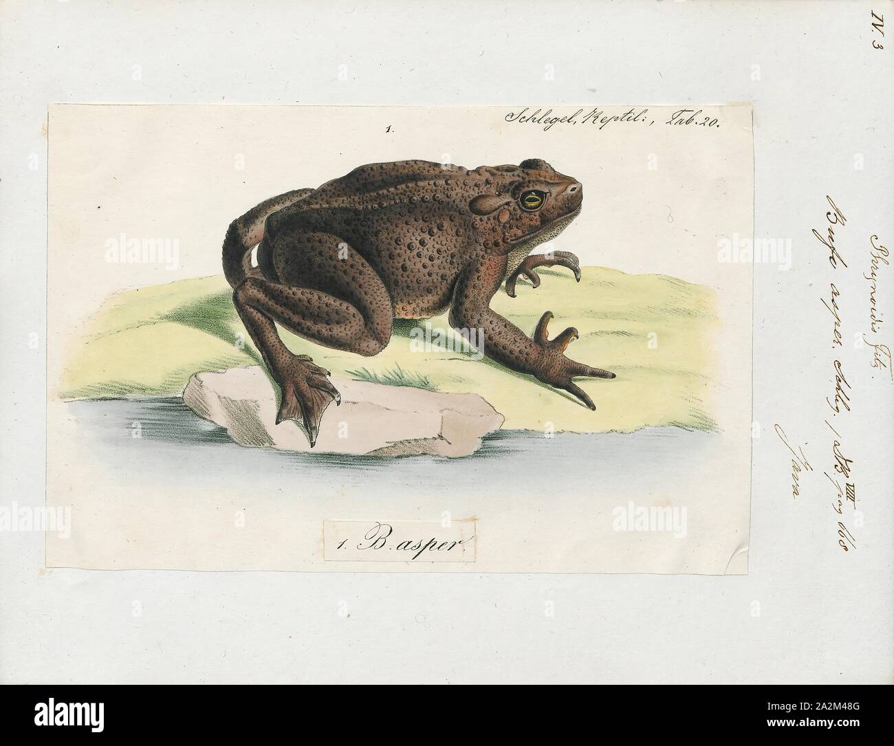 Bufo asper, stampa il gigante asiatico toad (Phrynoidis asper), a cui si fa talvolta riferimento come il fiume toad, è un grande toad nativa per il sud-est asiatico., 1700-1880 Foto Stock