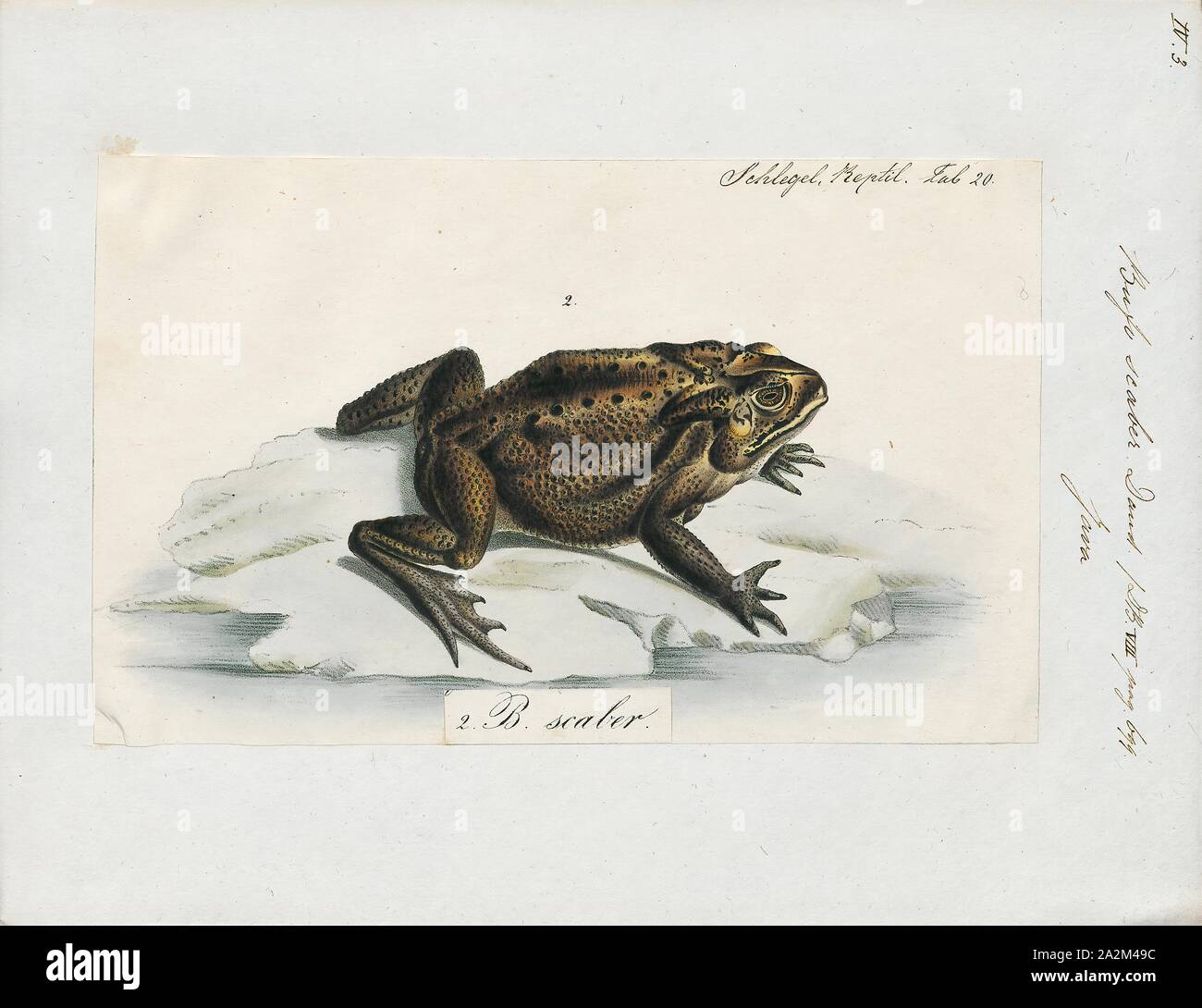 Bufo scaber, stampa Duttaphrynus scaber (nomi comuni: Schneider nana () toad, e per ora-synonymized Bufo fergusonii, il Ferguson rospo e Boulenger's scavando rospo) è una specie di rospo in famiglia Bufonidae. Si trova nella penisola di India e Sri Lanka. Bufo fergusonii, ora synonymized con Duttaphrynus scaber, è stato chiamato dopo Harold S. Ferguson che ha raccolto il campione tipo., 1700-1880 Foto Stock