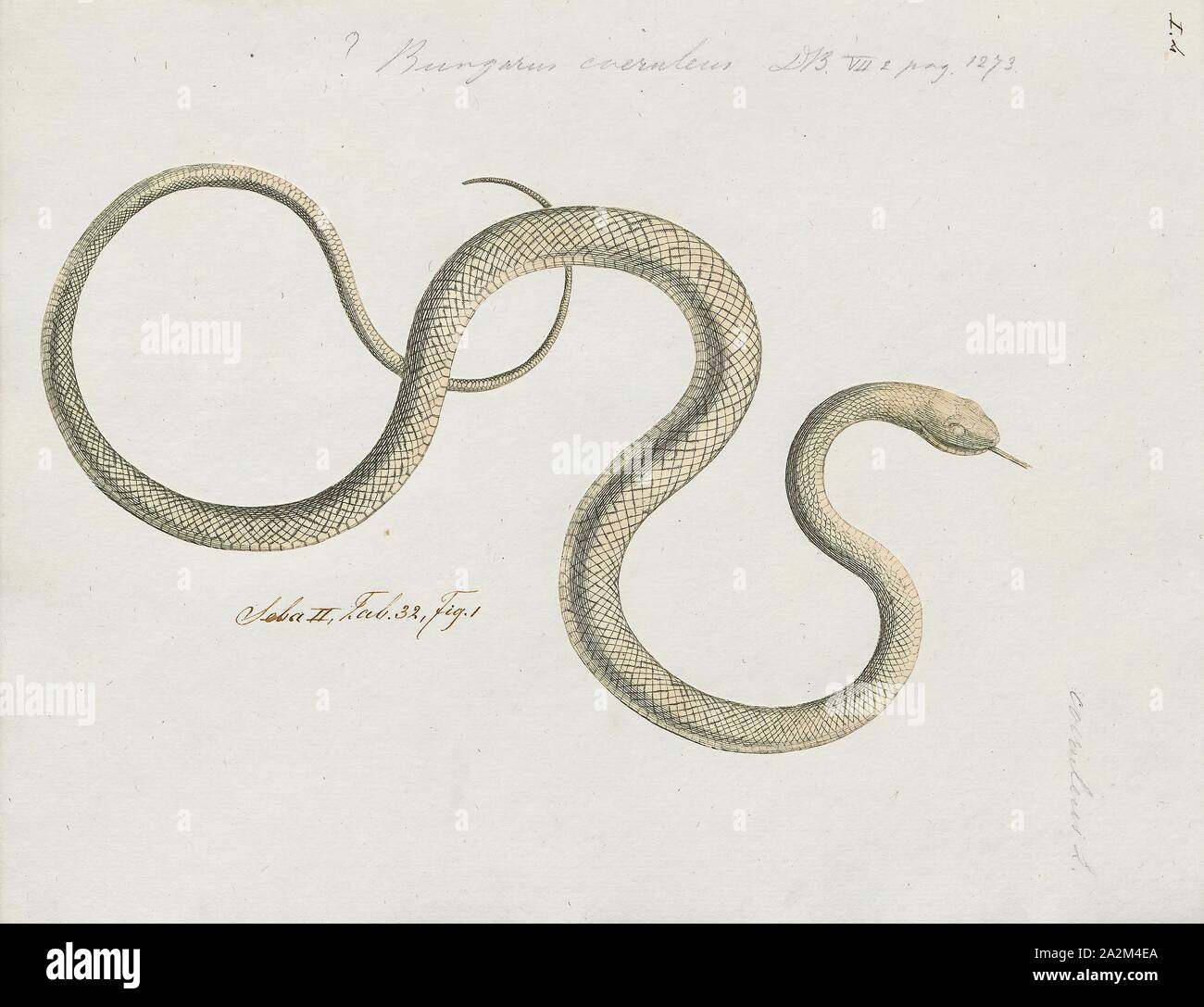 Bungarus caeruleus, stampa il comune (krait Bungarus caeruleus), noto anche come krait indiano o krait blu) è una specie di serpenti velenosi del genere Bungarus trovati nelle giungle del subcontinente indiano. Si tratta di un membro dei "quattro grandi" specie, infliggendo il la maggior parte dei morsi di serpente sugli esseri umani in India., 1734-1765 Foto Stock