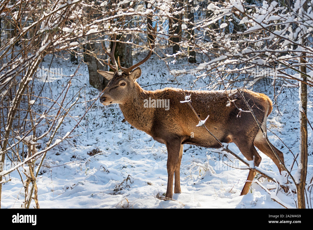 Un maschio di cervo rosso in inverno Foto Stock