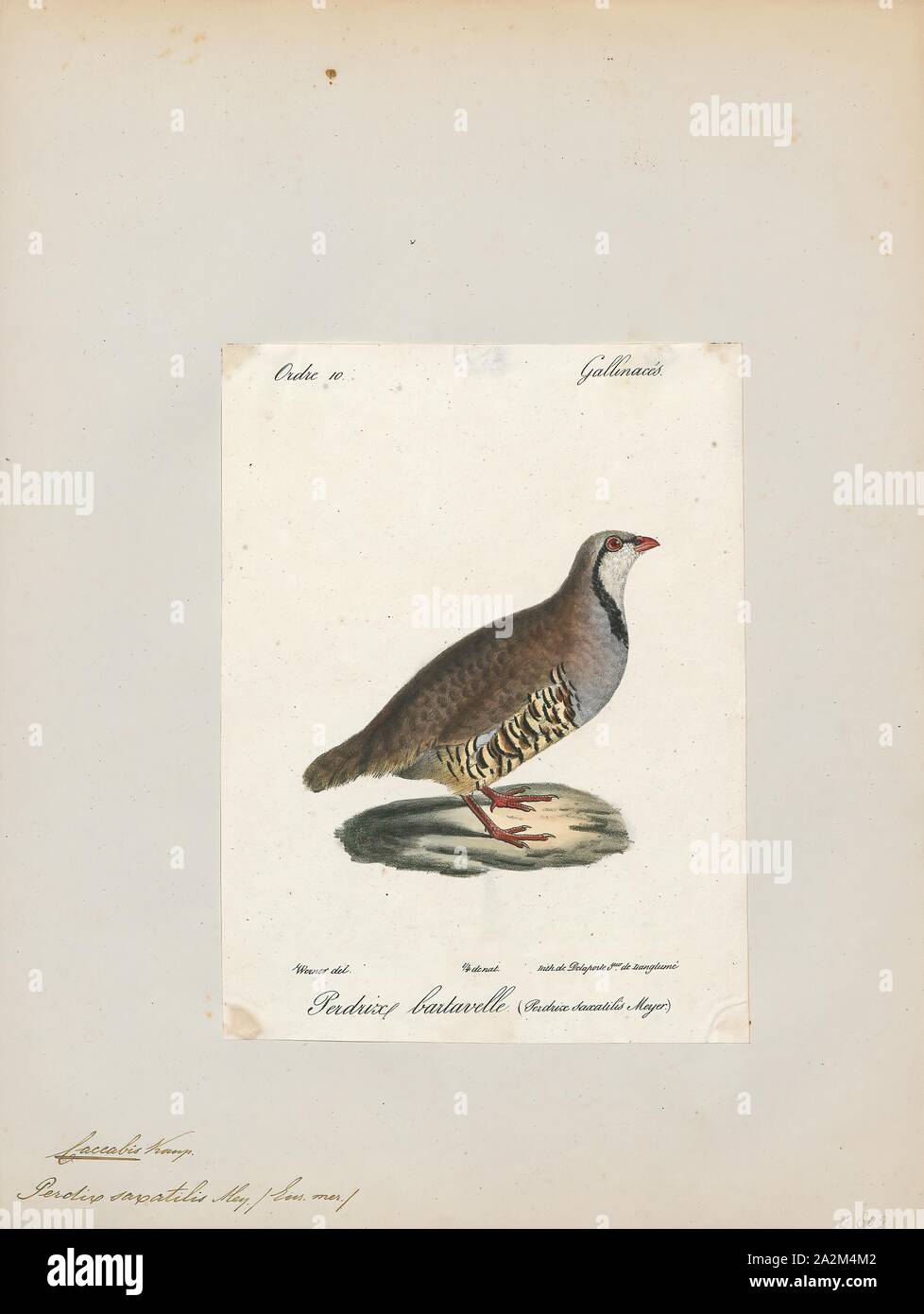 Caccabis saxatilis, stampa 1842-1848 Foto Stock