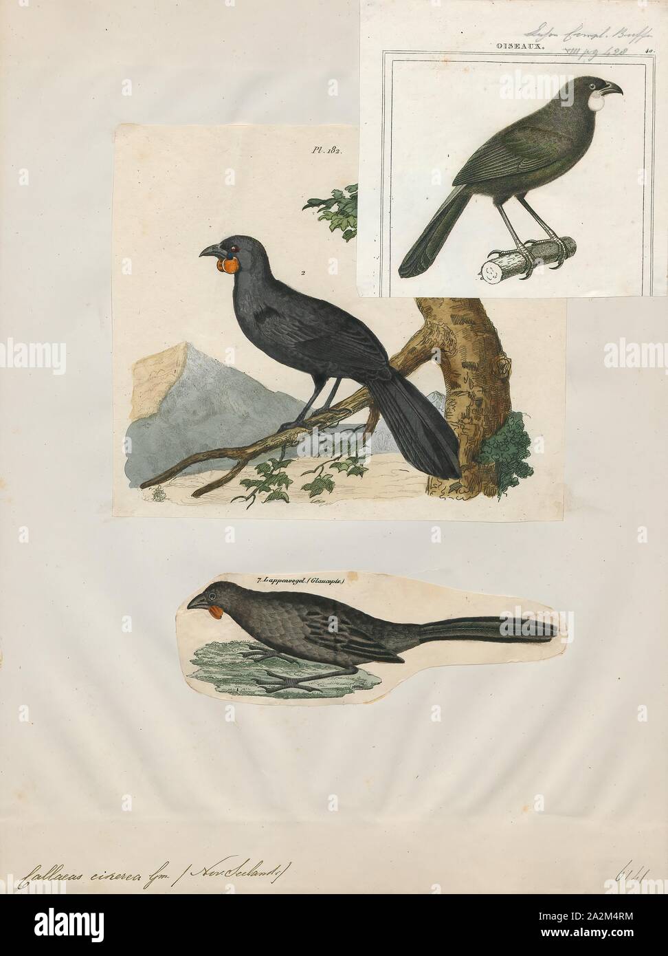 Callaeas cinerea, stampa l'Isola del Sud kōkako (Callaeas cinereus) è un forse estinto foresta uccello endemico dell'Isola del Sud della Nuova Zelanda. A differenza del suo parente stretto l'Isola del nord kōkako ha in gran parte arancione bargigli, con solo una piccola patch di blu alla base ed era conosciuto anche come Orange-wattled crow (anche se non era un corvid). L'ultimo avvistamento accettato nel 2007 è stato il primo considerate autentiche dal 1967, anche se ci sono state diverse altre relazioni non autenticati., 1833-1839 Foto Stock