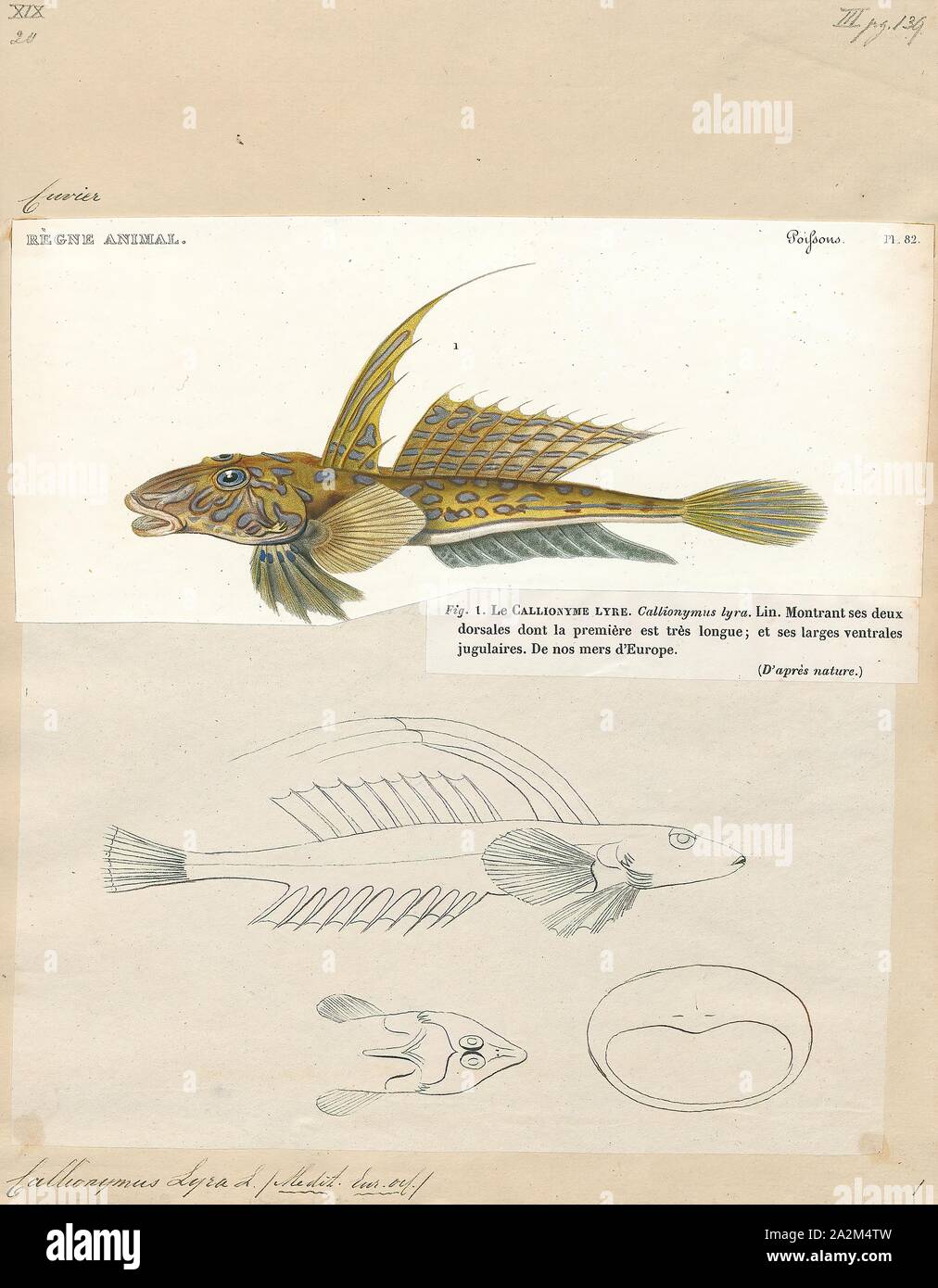 Callionymus lyra, stampa il comune (dragonet Callionymus lyra) è una specie di dragonet che è ampiamente distribuito nella parte orientale dell'Atlantico settentrionale dove è comune nei pressi di Europa dalla Norvegia e Islanda verso sud. Si tratta di una specie demersali che avviene su fondo di sabbia. Vive ad una età massima di circa 7 anni. È catturato in catture accessorie da pesca e viene utilizzato in acquario commercio., 1700-1880 Foto Stock