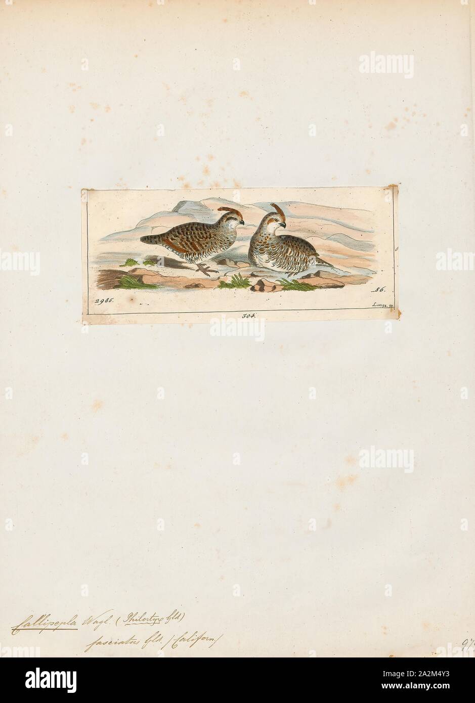 Callipepla fasciatus, Stampa, Callipepla è un genere di uccelli nel nuovo mondo famiglia quaglia, Odontophoridae. Essi sono a volte indicati come crested quaglie., 1820-1863 Foto Stock