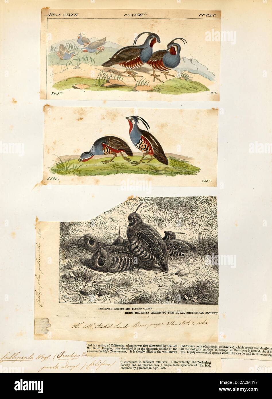 Callipepla picta, Stampa, Callipepla è un genere di uccelli nel nuovo mondo famiglia quaglia, Odontophoridae. Essi sono a volte indicati come crested quaglie., 1700-1880 Foto Stock
