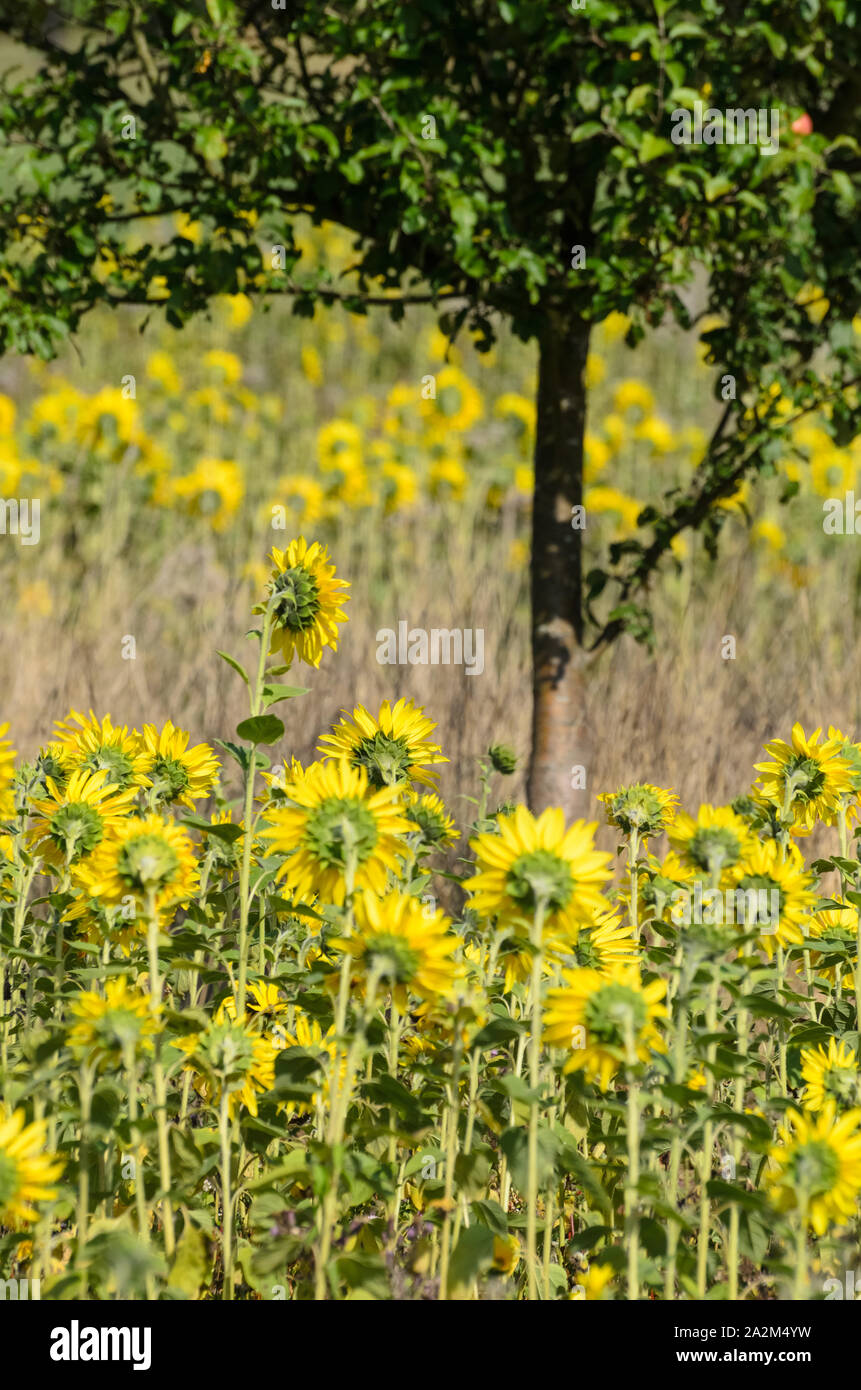 Helianthus, campo di semi di girasole in estate Foto Stock