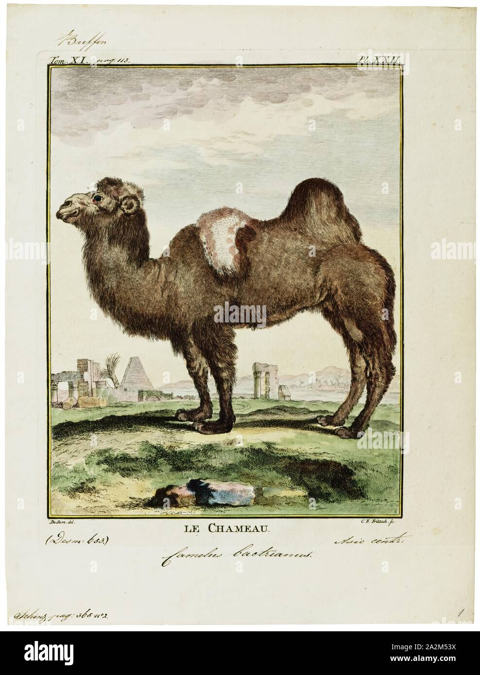 Camelus bactrianus, stampa l'Bactrian camel (Camelus bactrianus) è un grande anche-toed ungulato nativa per le steppe dell'Asia centrale. Il cammello Bactrian presenta due gobbe sul suo dorso, in contrasto con il singolo-humped Cammello Dromedario. La sua popolazione di due milioni di euro esiste principalmente in forma addomesticata. Il loro nome deriva dall antica regione storica della Battriana., 1700-1880 Foto Stock