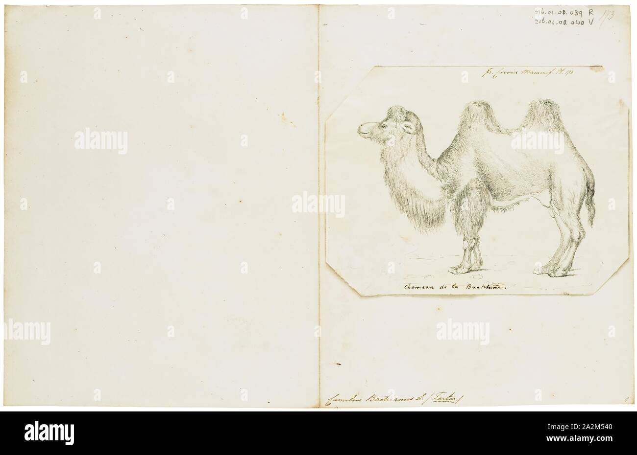 Camelus bactrianus, stampa l'Bactrian camel (Camelus bactrianus) è un grande anche-toed ungulato nativa per le steppe dell'Asia centrale. Il cammello Bactrian presenta due gobbe sul suo dorso, in contrasto con il singolo-humped Cammello Dromedario. La sua popolazione di due milioni di euro esiste principalmente in forma addomesticata. Il loro nome deriva dall antica regione storica della Battriana., 1700-1880 Foto Stock