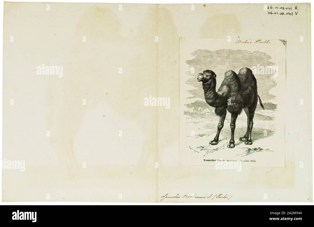 Camelus bactrianus, stampa l'Bactrian camel (Camelus bactrianus) è un grande anche-toed ungulato nativa per le steppe dell'Asia centrale. Il cammello Bactrian presenta due gobbe sul suo dorso, in contrasto con il singolo-humped Cammello Dromedario. La sua popolazione di due milioni di euro esiste principalmente in forma addomesticata. Il loro nome deriva dall antica regione storica della Battriana., 1700-1880 Foto Stock