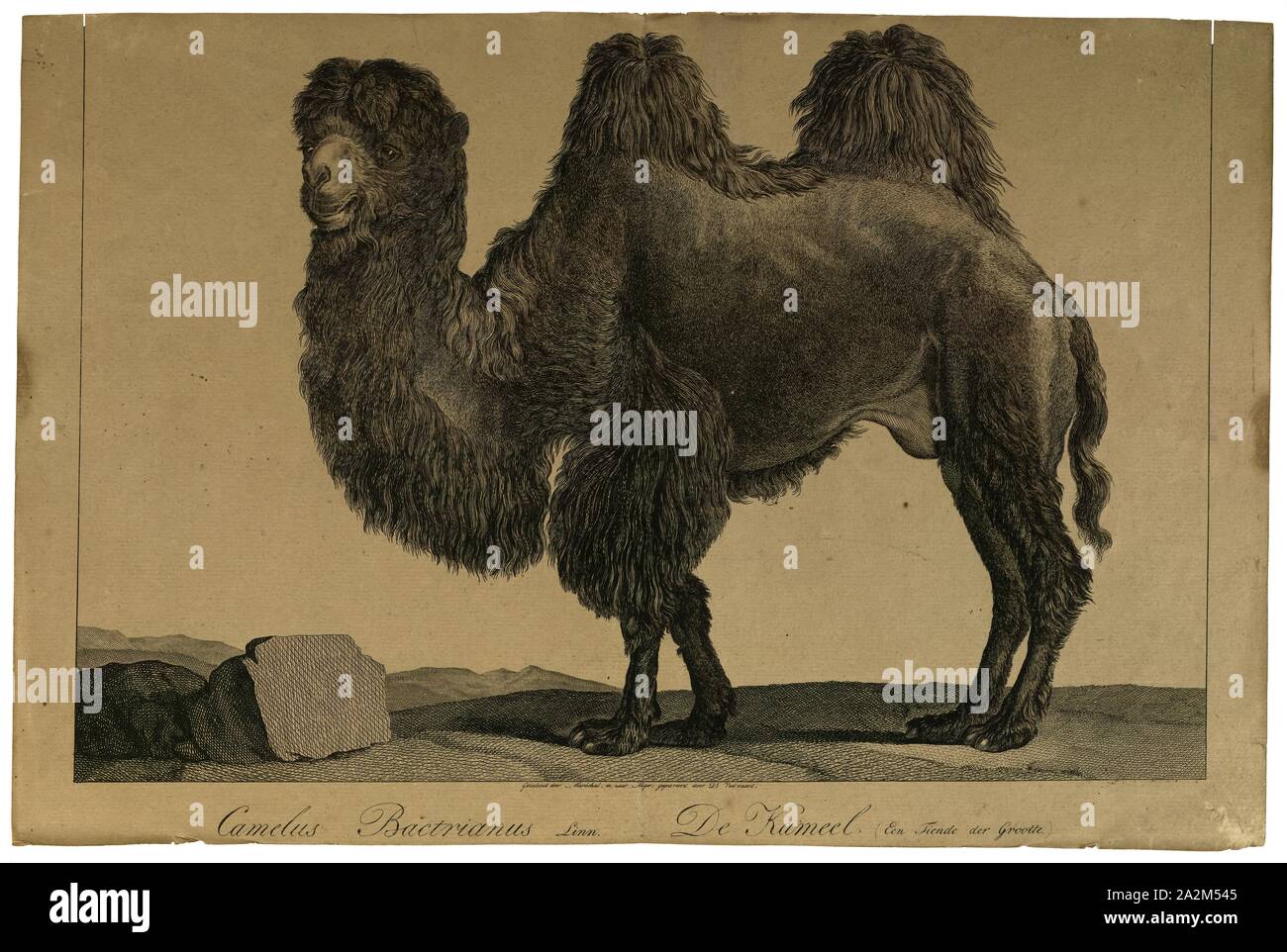 Camelus bactrianus, stampa l'Bactrian camel (Camelus bactrianus) è un grande anche-toed ungulato nativa per le steppe dell'Asia centrale. Il cammello Bactrian presenta due gobbe sul suo dorso, in contrasto con il singolo-humped Cammello Dromedario. La sua popolazione di due milioni di euro esiste principalmente in forma addomesticata. Il loro nome deriva dall antica regione storica della Battriana., 1700-1880 Foto Stock
