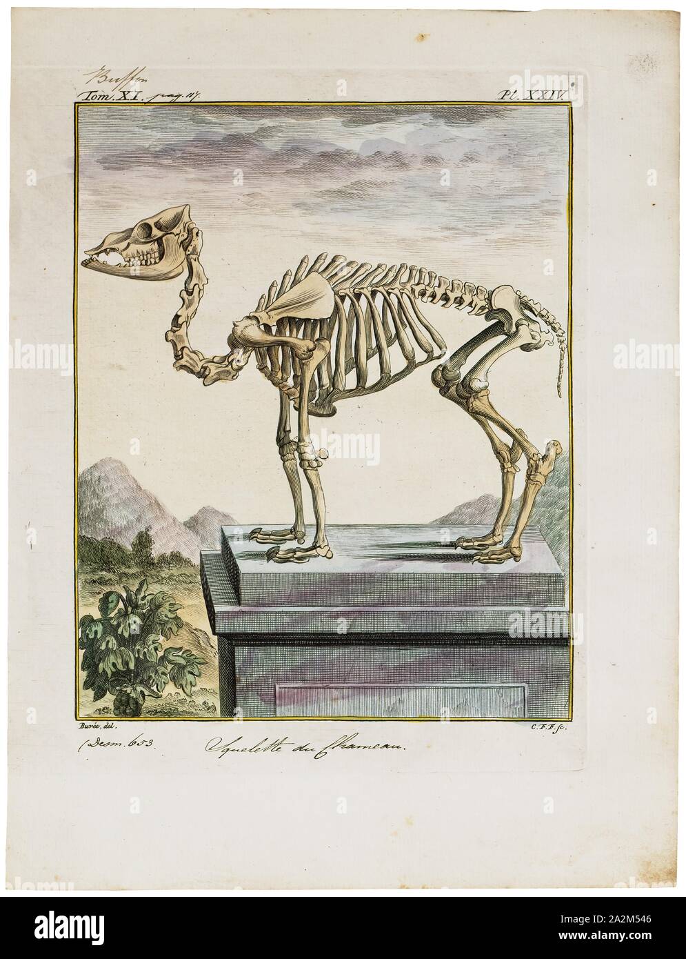 Camelus bactrianus, stampa l'Bactrian camel (Camelus bactrianus) è un grande anche-toed ungulato nativa per le steppe dell'Asia centrale. Il cammello Bactrian presenta due gobbe sul suo dorso, in contrasto con il singolo-humped Cammello Dromedario. La sua popolazione di due milioni di euro esiste principalmente in forma addomesticata. Il loro nome deriva dall antica regione storica della Battriana., lo scheletro Foto Stock
