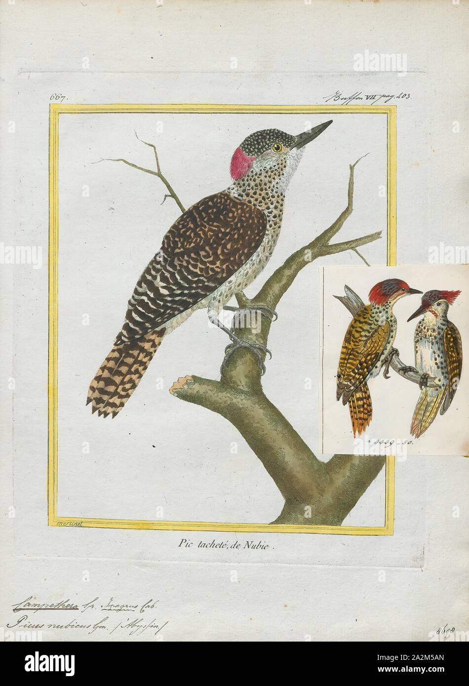 Nubica Campethera, stampa, il picchio Nubiano (Campethera nubica) è una specie di uccello della famiglia Picidae. Esso è ampiamente distribuita nell'Africa centrale e orientale, dal Ciad in occidente per la Somalia in oriente e in Tanzania nel sud. È piuttosto una specie di comune con una vasta gamma, la popolazione sembra stabile e l'Unione internazionale per la conservazione della natura ha valutato il suo stato di conservazione come di "meno preoccupazione"., 1700-1880 Foto Stock
