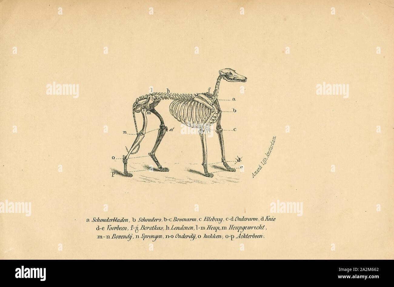 Canis lupus familiaris, stampa il cane domestico (Canis lupus familiaris quando viene considerata una sottospecie del lupo o canis familiaris quando viene considerato una specie distinta) è un organo del genere Canis (canini), che forma parte integrante del lupo-come canidi, ed è il più diffuso ed abbondante carnivoro terrestre. Il cane e il extant lupo grigio sono suor taxa come lupi moderne non sono strettamente correlati ai lupi che prima venivano addomesticati, il che implica che il diretto antenato del cane è estinto. Il cane è stato la prima specie ad essere addomesticati e è stato selettivamente allevati nel corso di millenni Foto Stock