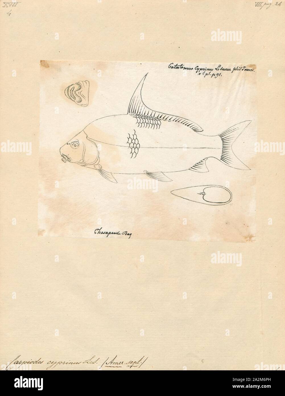 Carpiodes cyprinus, stampa l'quillback (Carpiodes cyprinus) è un tipo di pesci di acqua dolce della famiglia a ventosa. Esso è più profondo e corposo rispetto a quella della maggior parte delle ventose, portando a un aspetto carplike. Esso può essere distinto da carpe dalla mancanza di barbigli attorno alla bocca. Il quillback è a lungo vissuto, con l'età oltre 50 anni documentati., 1700-1880 Foto Stock