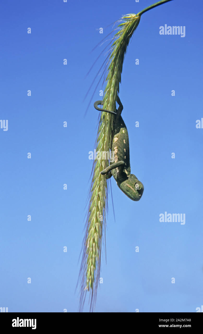 Mediterraneo (camaleonte Chamaeleo chamaeleon) זיקית מובהקת Foto Stock