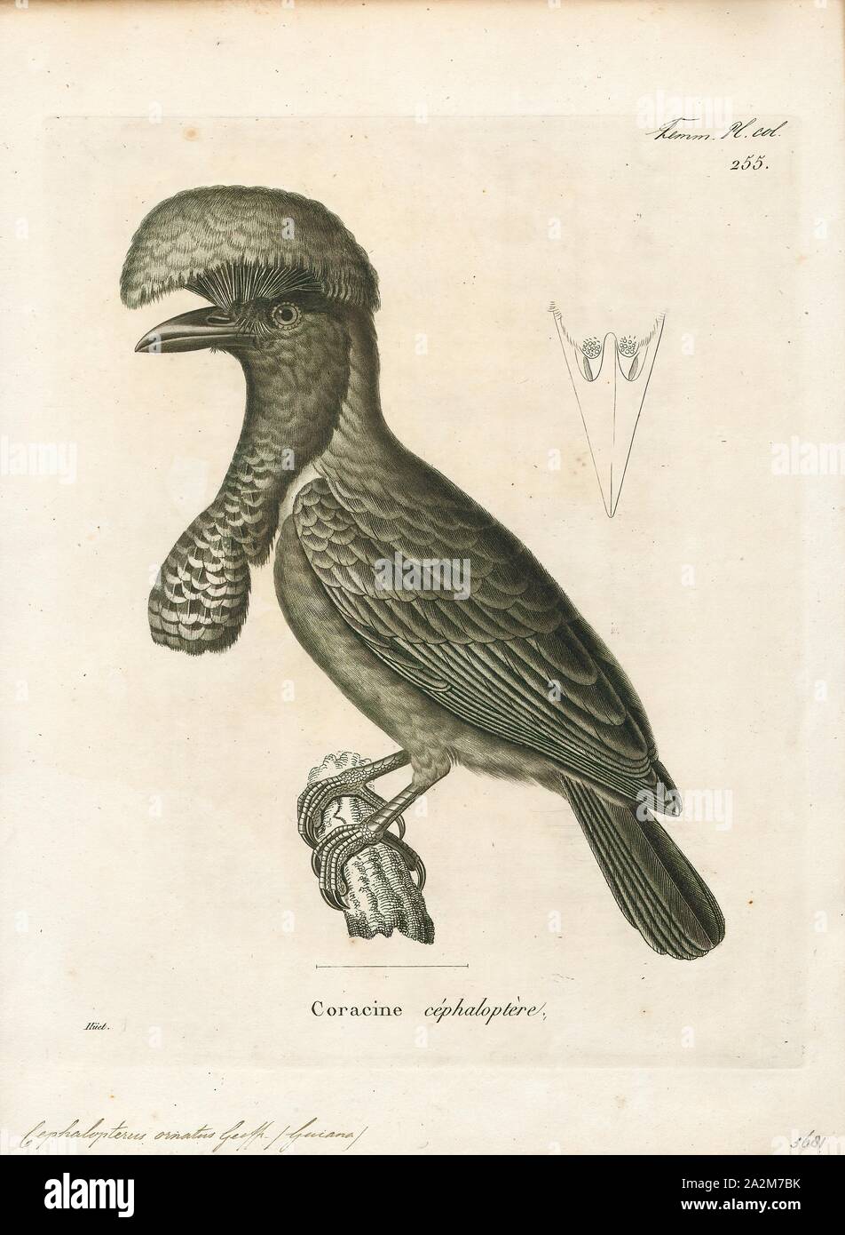 Cephalopterus ornatus, stampa amazzonica umbrellabird (Cephalopterus ornatus) è una specie di uccello della famiglia Cotingidae nativo per il bacino amazzonico con una popolazione distinta sul versante orientale delle Ande. Il maschio di uccello è completamente nero, nero con un cresta e bargiglio gonfiabile sulla gola e da 48 a 55 cm (19 a 22), può essere il più grande uccello passerine in Sud America. La femmina è leggermente più piccola. Entrambi hanno un volo ondulato, descritto come un picchio-simili, e il maschio ha un forte ronzio chiamata., 1700-1880 Foto Stock