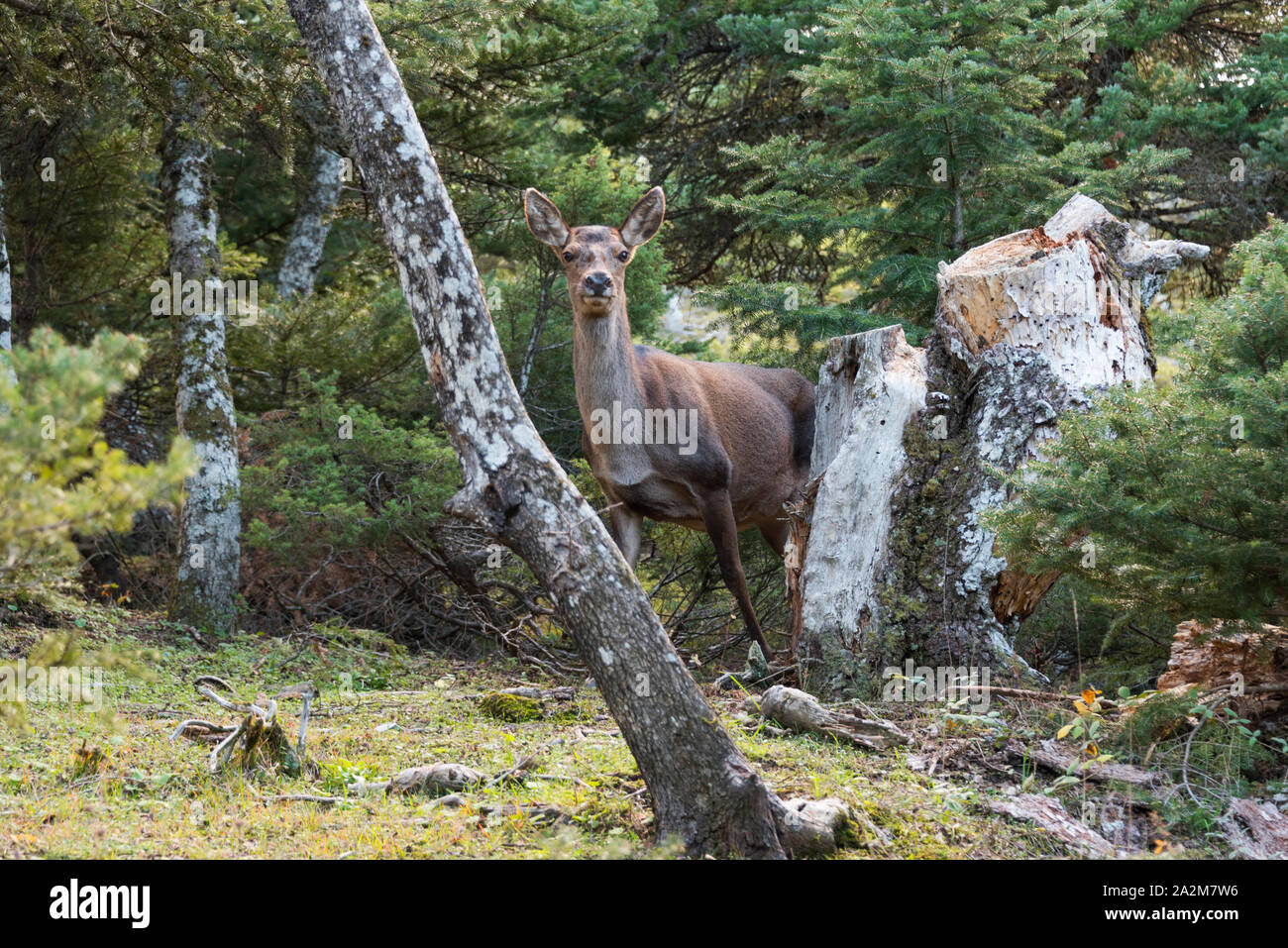 Una femmina di cervo (Cervus elaphus) in una foresta di conifere guarda attraverso gli alberi. Foto Stock