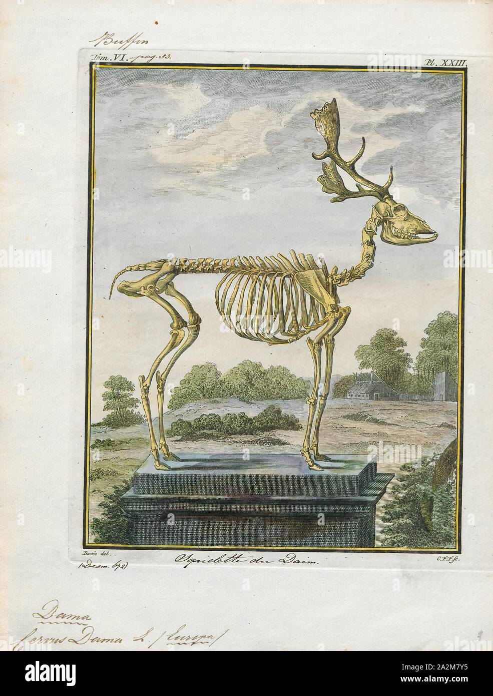 Il Daino E Un Mammifero Ruminante Appartenente Alla Famiglia Cervidae Questa Specie Di Comune E Nativo Per L Europa Foto Stock Alamy