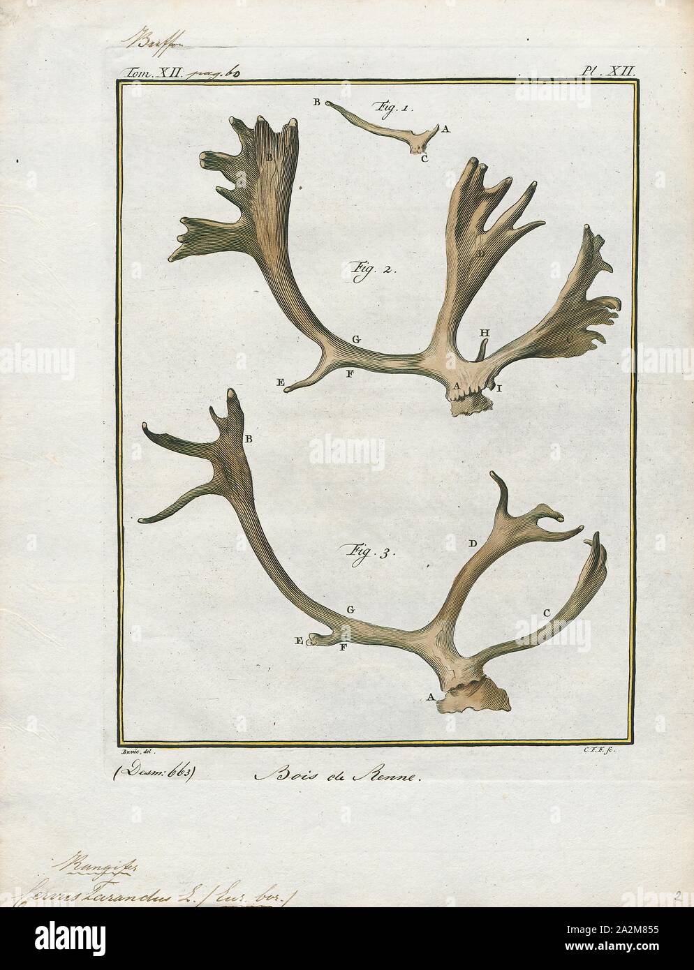 Cervus tarandus, stampa le renne (Rangifer tarandus), noto anche come caribù in Nord America, è una specie di cervo con distribuzione circumpolare, nativo di regioni artiche, subartiche, tundra boreale, e le regioni di montagna del nord Europa, in Siberia e Nord America. Questo include sia stanziali e migratori delle popolazioni. Rangifer la dimensione della mandria varia notevolmente nelle diverse regioni geografiche. Il Taimyr mandria di migrazione tundra siberiana renne (R. t. sibiricus) in Russia è il più grande renne selvatiche mandria nel mondo, variabile tra 400, 000 e 1, 000, 000. Ciò che una volta era il secondo più grande Foto Stock