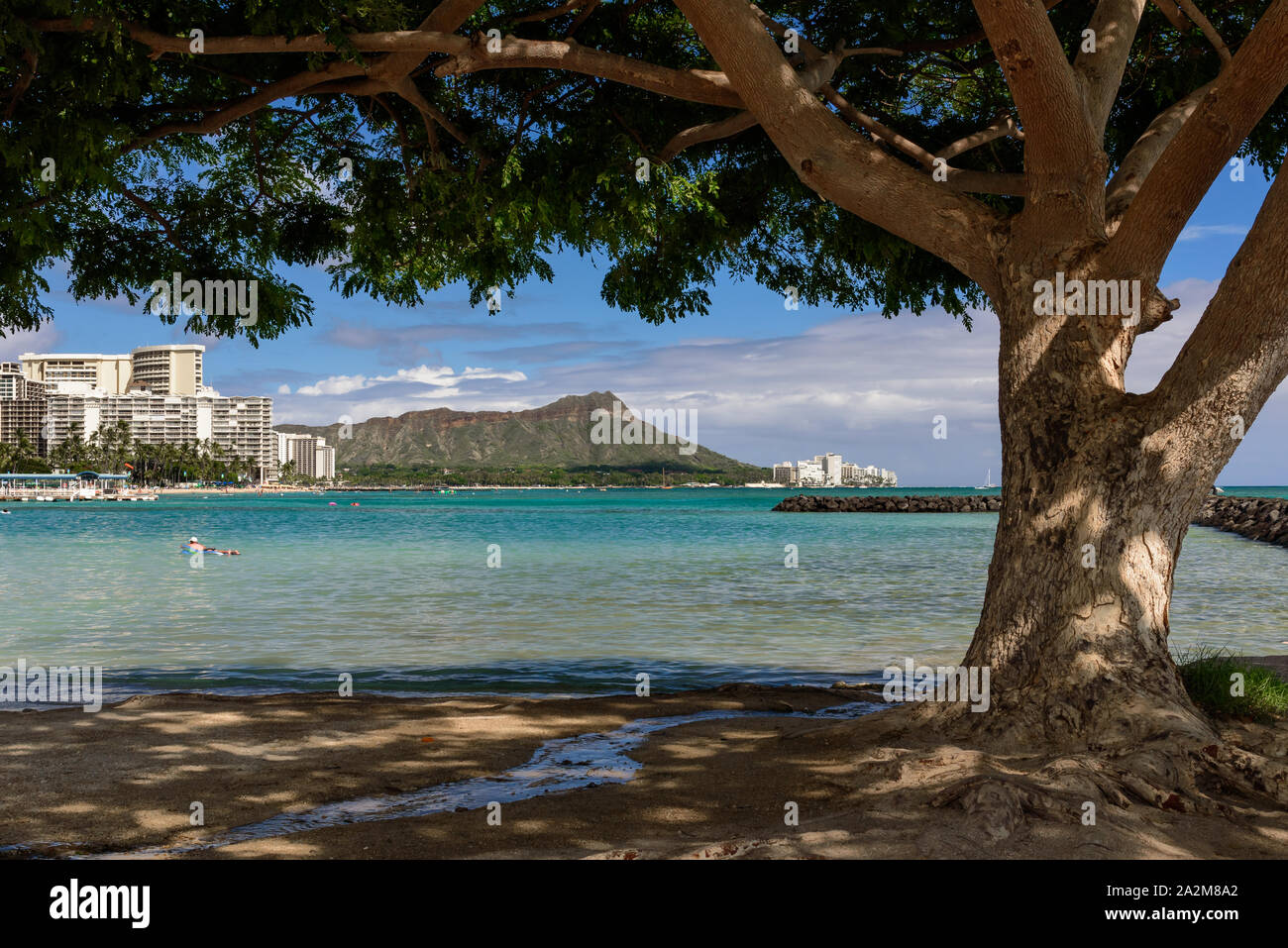 Una vista della testa di Diamante, Honolulu, Hawaii, dall'estremità lontana della spiaggia di Waikiki. La vista è incorniciato da un albero. Foto Stock
