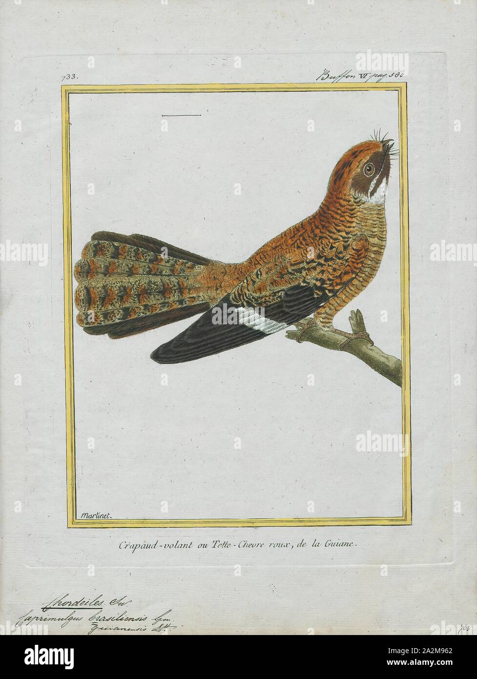 Chordeiles brasiliensis, stampa Chordeiles è un mondo nuovo genere di nighthawks nella famiglia Caprimulgidae., 1700-1880 Foto Stock