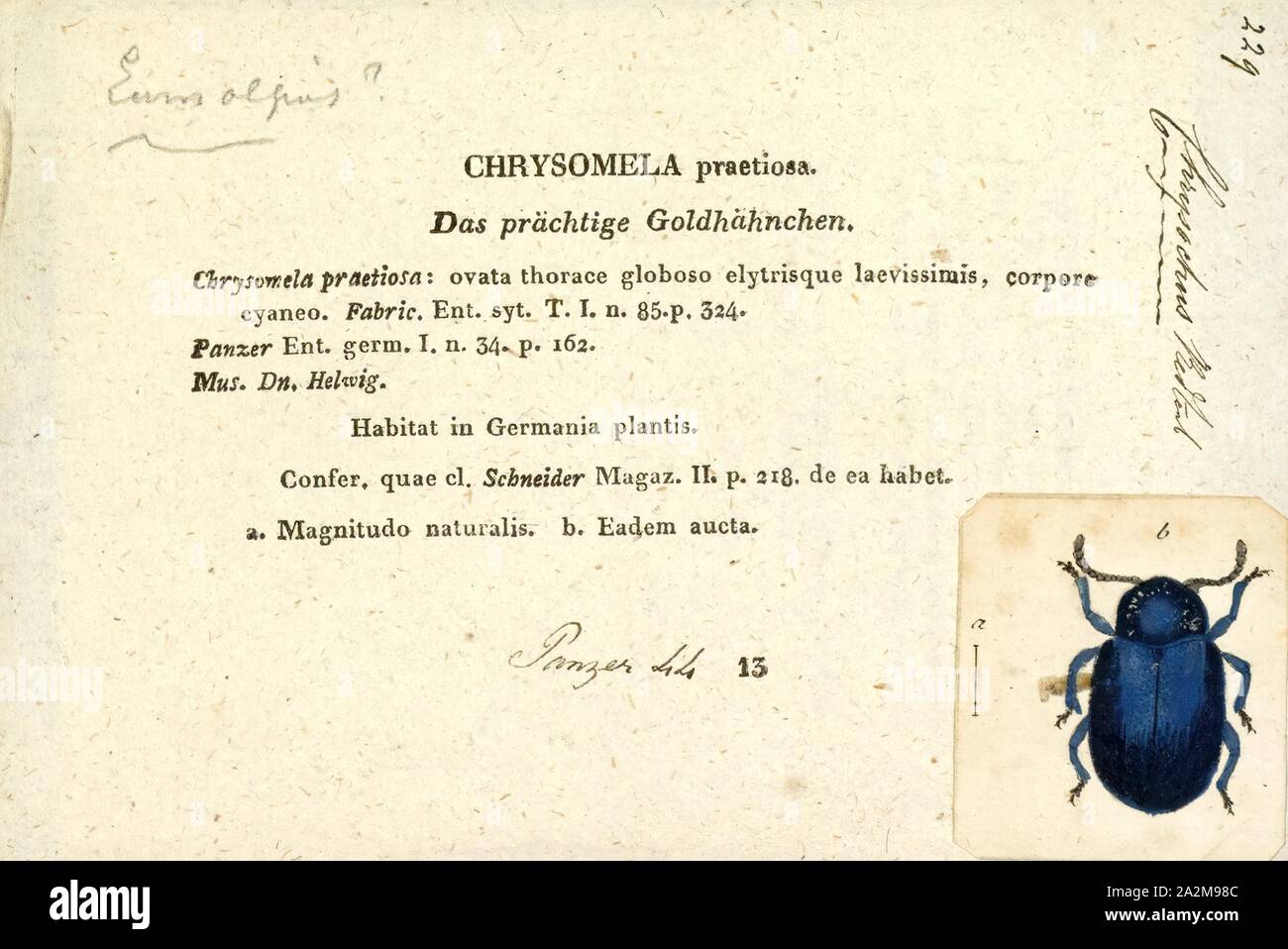 Chrysochus, stampa Chrysochus è un genere di coleotteri in foglia nella sottofamiglia Eumolpinae. È noto dal Nord America, Europa e Asia Foto Stock