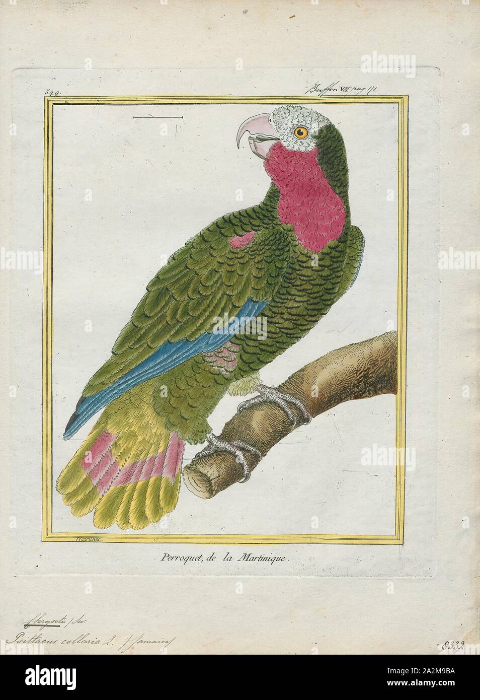 Chrysotis collaria, Stampa, Amazon parrot, Amazon parrot è il nome comune  per un pappagallo del genere Amazona. Queste sono di medie dimensioni  pappagalli nativo per il nuovo mondo che spaziano dal Sud