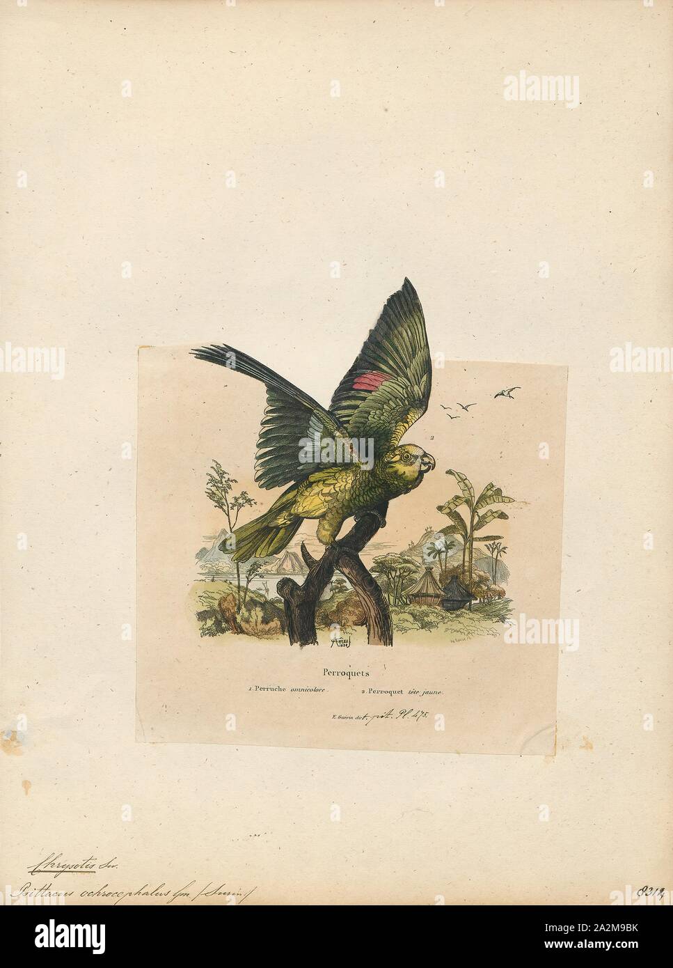 Nuovo pappagallo del mondo immagini e fotografie stock ad alta risoluzione  - Alamy