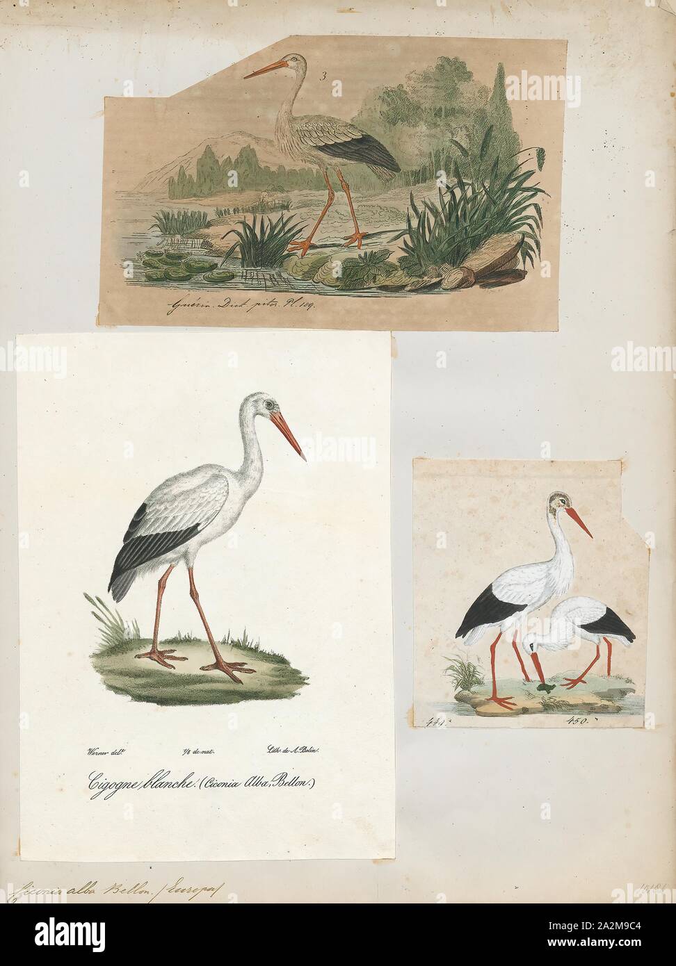 Ciconia alba, stampa la cicogna bianca (Ciconia ciconia) è un grande uccello della famiglia cicogna Ciconiidae. Il suo piumaggio è prevalentemente bianco con il nero sulle ali. Gli adulti hanno lunghe zampe rosse e lunga appuntita red becchi, e misurare in media 100-115 cm (39-45 in) dalla punta a becco alla fine della coda, con un 155-215 cm (61-85 in) apertura alare. Le due sottospecie che differiscono leggermente in dimensioni, razza in Europa (Nord in Finlandia), northwestern Africa, Asia sudoccidentale (est a sud del Kazakistan) e Sud Africa. La cicogna bianca è una lunga distanza migrante, svernante in Africa dal tropical Africa sub-sahariana Foto Stock