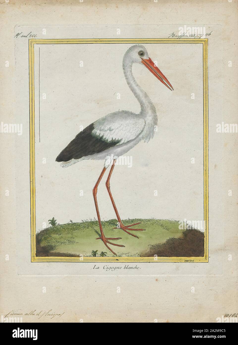 Ciconia alba, stampa la cicogna bianca (Ciconia ciconia) è un grande uccello della famiglia cicogna Ciconiidae. Il suo piumaggio è prevalentemente bianco con il nero sulle ali. Gli adulti hanno lunghe zampe rosse e lunga appuntita red becchi, e misurare in media 100-115 cm (39-45 in) dalla punta a becco alla fine della coda, con un 155-215 cm (61-85 in) apertura alare. Le due sottospecie che differiscono leggermente in dimensioni, razza in Europa (Nord in Finlandia), northwestern Africa, Asia sudoccidentale (est a sud del Kazakistan) e Sud Africa. La cicogna bianca è una lunga distanza migrante, svernante in Africa dal tropical Africa sub-sahariana Foto Stock
