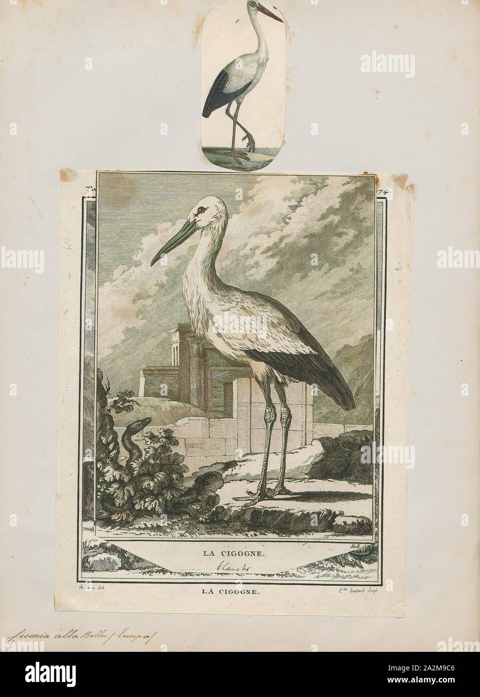 Ciconia alba, stampa la cicogna bianca (Ciconia ciconia) è un grande uccello della famiglia cicogna Ciconiidae. Il suo piumaggio è prevalentemente bianco con il nero sulle ali. Gli adulti hanno lunghe zampe rosse e lunga appuntita red becchi, e misurare in media 100-115 cm (39-45 in) dalla punta a becco alla fine della coda, con un 155-215 cm (61-85 in) apertura alare. Le due sottospecie che differiscono leggermente in dimensioni, razza in Europa (Nord in Finlandia), northwestern Africa, Asia sudoccidentale (est a sud del Kazakistan) e Sud Africa. La cicogna bianca è una lunga distanza migrante, svernante in Africa dal tropical Africa sub-sahariana Foto Stock