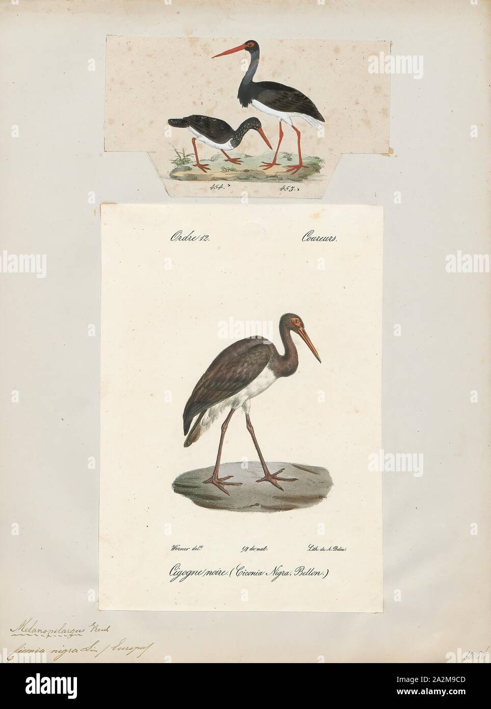 Ciconia nigra, stampa la cicogna nera (Ciconia nigra) è un grande uccello della famiglia cicogna Ciconiidae. Essa è stata descritta per la prima volta da Carlo Linneo nella decima edizione del suo Systema Naturae. La misura in media da 95 a 100 cm (da 37 a 39 in) dalla punta a becco alla fine della coda con un 145-A-155 cm (57-A-61 in) apertura alare l adulto cicogna nera ha principalmente piumaggio nero, con underparts bianchi, lunghe zampe rosse e una lunga appuntita a becco rosso. Una diffusa ma non comuni specie, le razze in posizioni sparse in tutta Europa (prevalentemente in Spagna e centrali e orientali), e l'Asia all'Oceano Pacifico. Si tratta di un Foto Stock