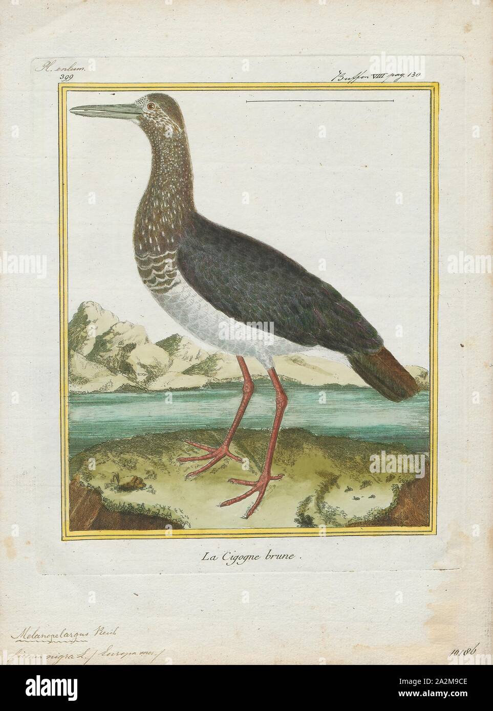 Ciconia nigra, stampa la cicogna nera (Ciconia nigra) è un grande uccello della famiglia cicogna Ciconiidae. Essa è stata descritta per la prima volta da Carlo Linneo nella decima edizione del suo Systema Naturae. La misura in media da 95 a 100 cm (da 37 a 39 in) dalla punta a becco alla fine della coda con un 145-A-155 cm (57-A-61 in) apertura alare l adulto cicogna nera ha principalmente piumaggio nero, con underparts bianchi, lunghe zampe rosse e una lunga appuntita a becco rosso. Una diffusa ma non comuni specie, le razze in posizioni sparse in tutta Europa (prevalentemente in Spagna e centrali e orientali), e l'Asia all'Oceano Pacifico. Si tratta di un Foto Stock
