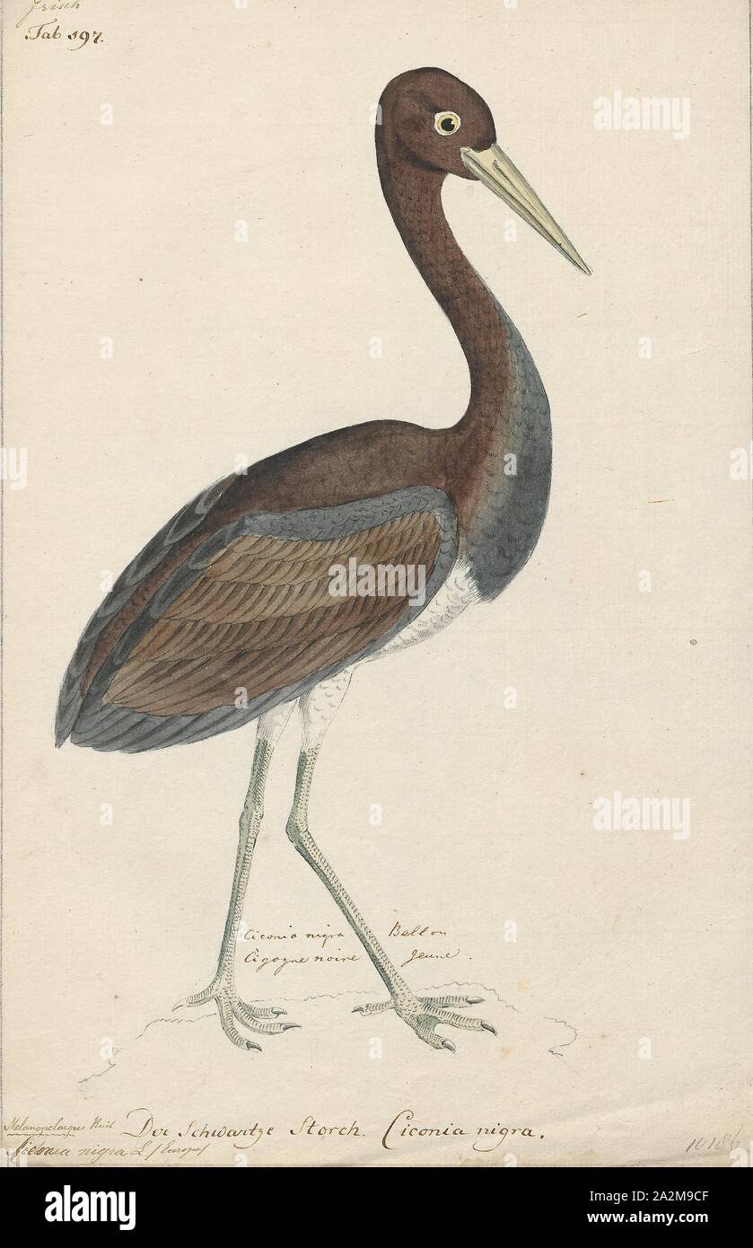 Ciconia nigra, stampa la cicogna nera (Ciconia nigra) è un grande uccello della famiglia cicogna Ciconiidae. Essa è stata descritta per la prima volta da Carlo Linneo nella decima edizione del suo Systema Naturae. La misura in media da 95 a 100 cm (da 37 a 39 in) dalla punta a becco alla fine della coda con un 145-A-155 cm (57-A-61 in) apertura alare l adulto cicogna nera ha principalmente piumaggio nero, con underparts bianchi, lunghe zampe rosse e una lunga appuntita a becco rosso. Una diffusa ma non comuni specie, le razze in posizioni sparse in tutta Europa (prevalentemente in Spagna e centrali e orientali), e l'Asia all'Oceano Pacifico. Si tratta di un Foto Stock